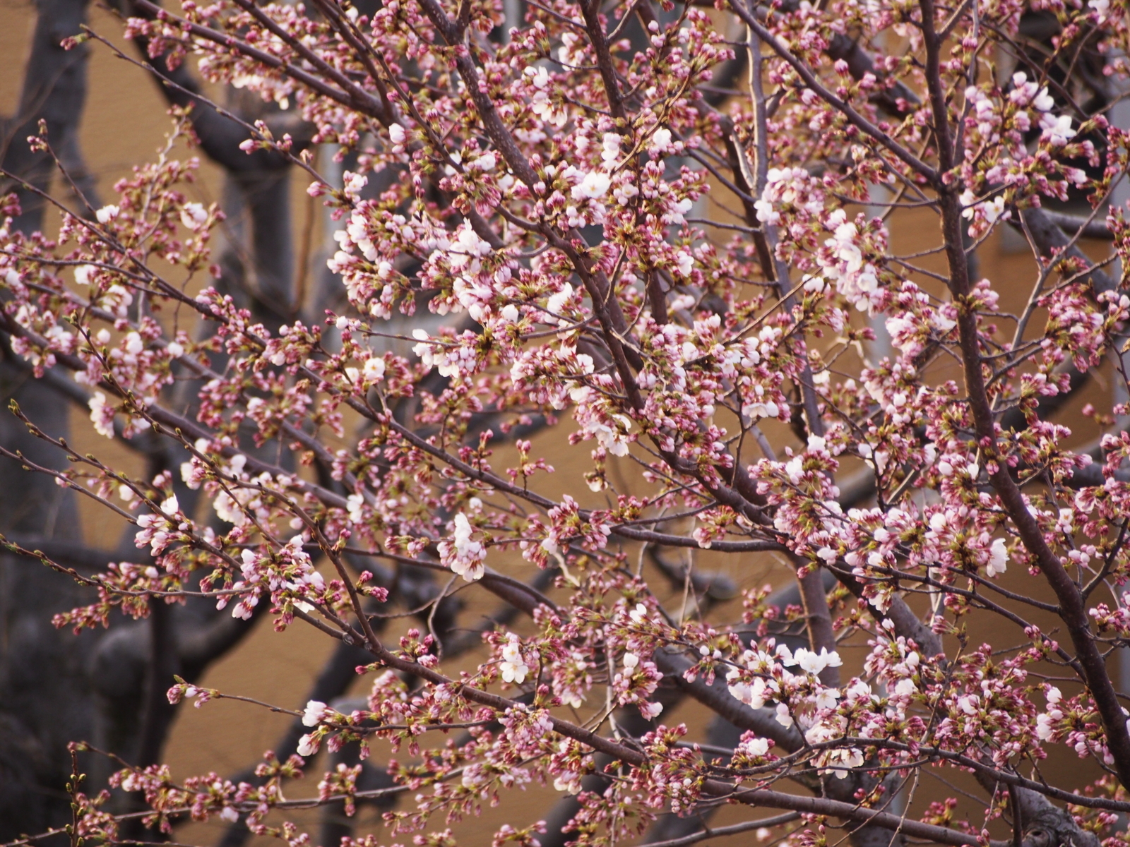 f:id:k10no3:20180329064254j:image:w640