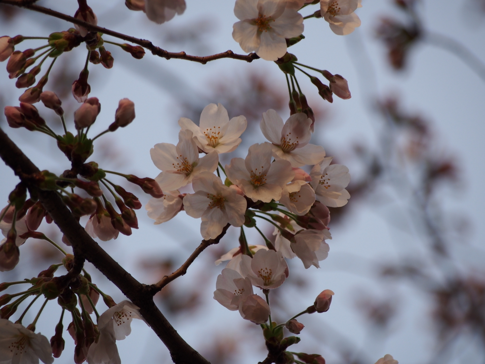 f:id:k10no3:20180329065457j:image:w640