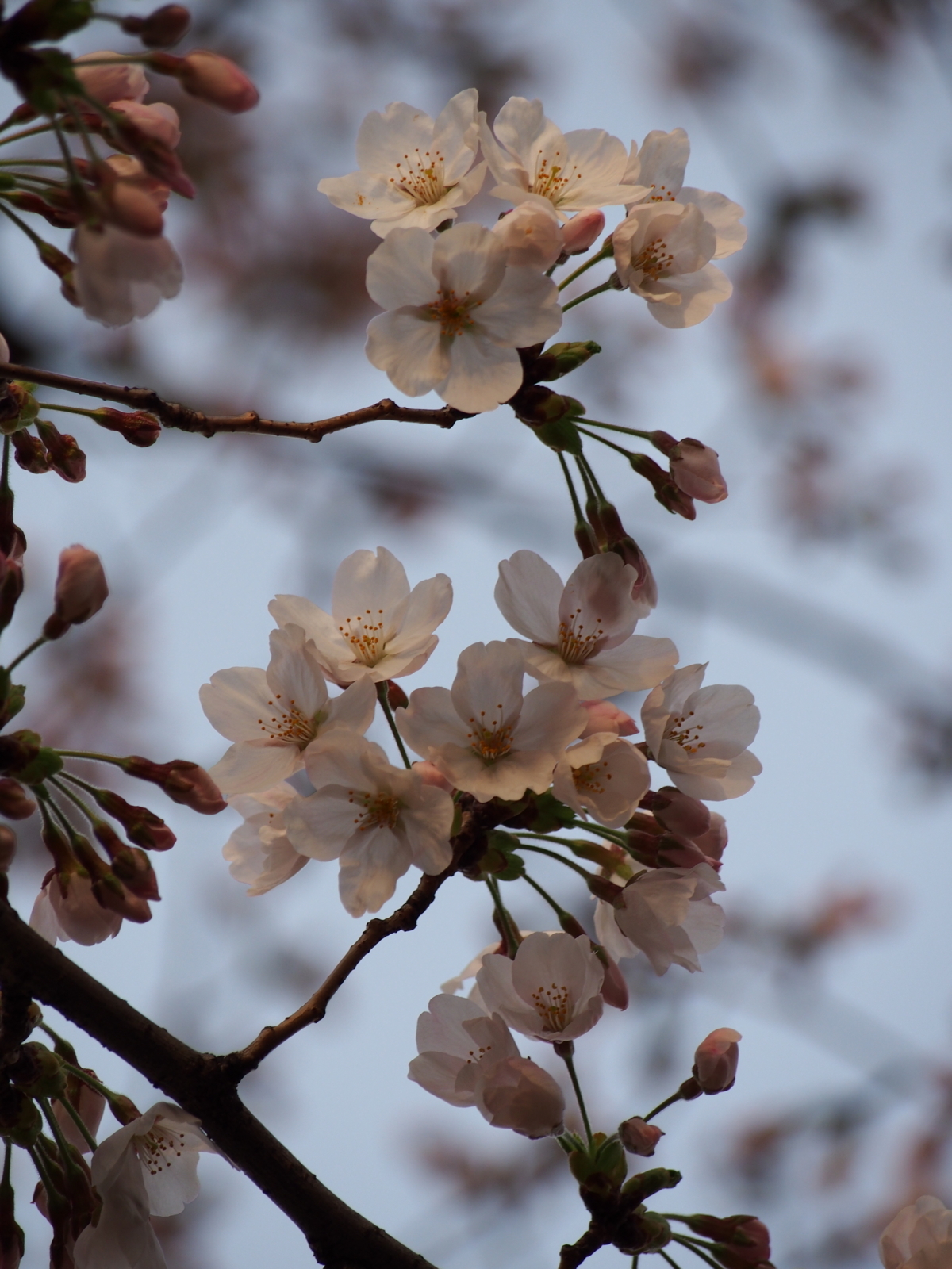 f:id:k10no3:20180329065510j:image:w640
