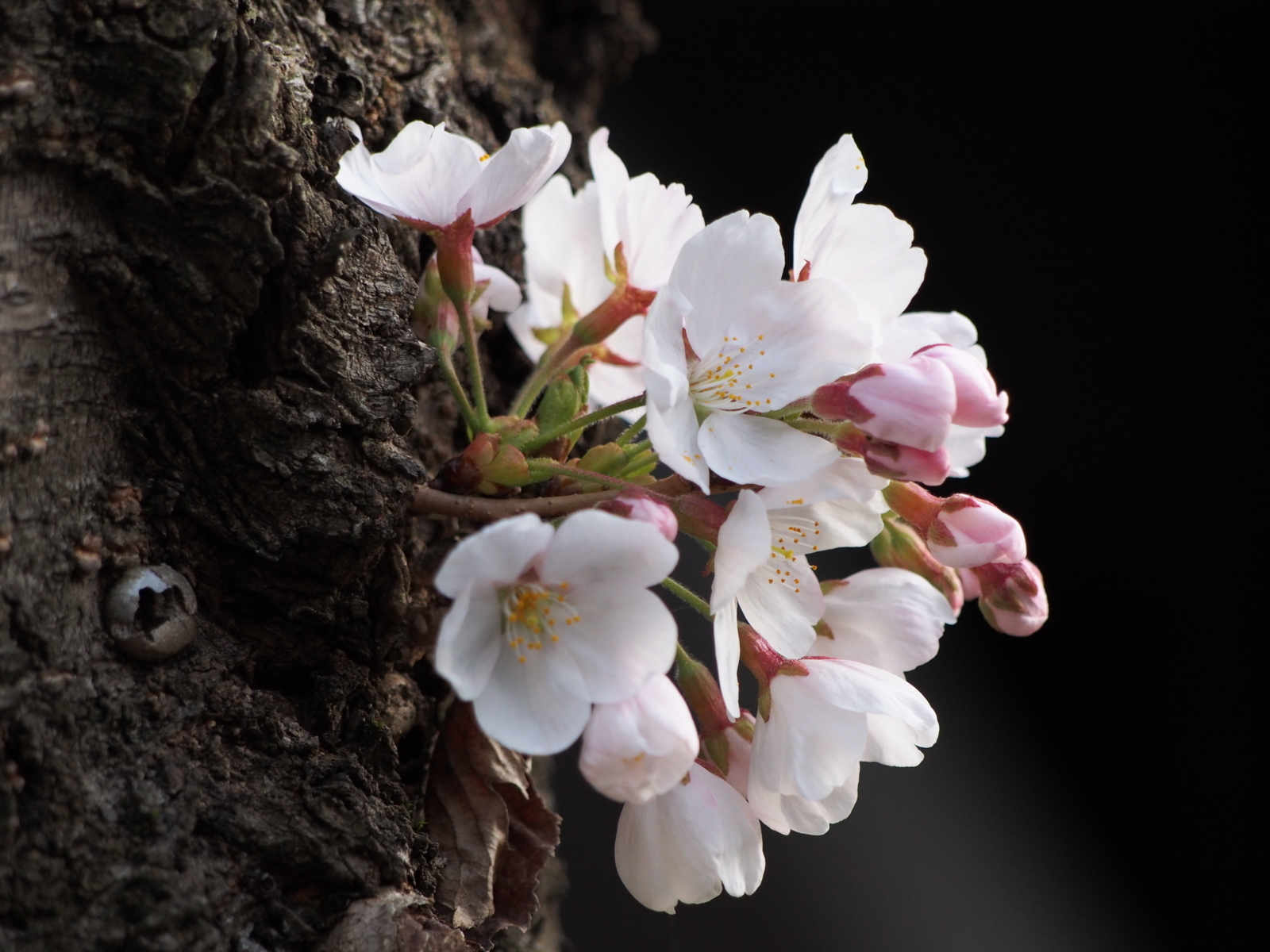 f:id:k10no3:20180329065522j:image:w640