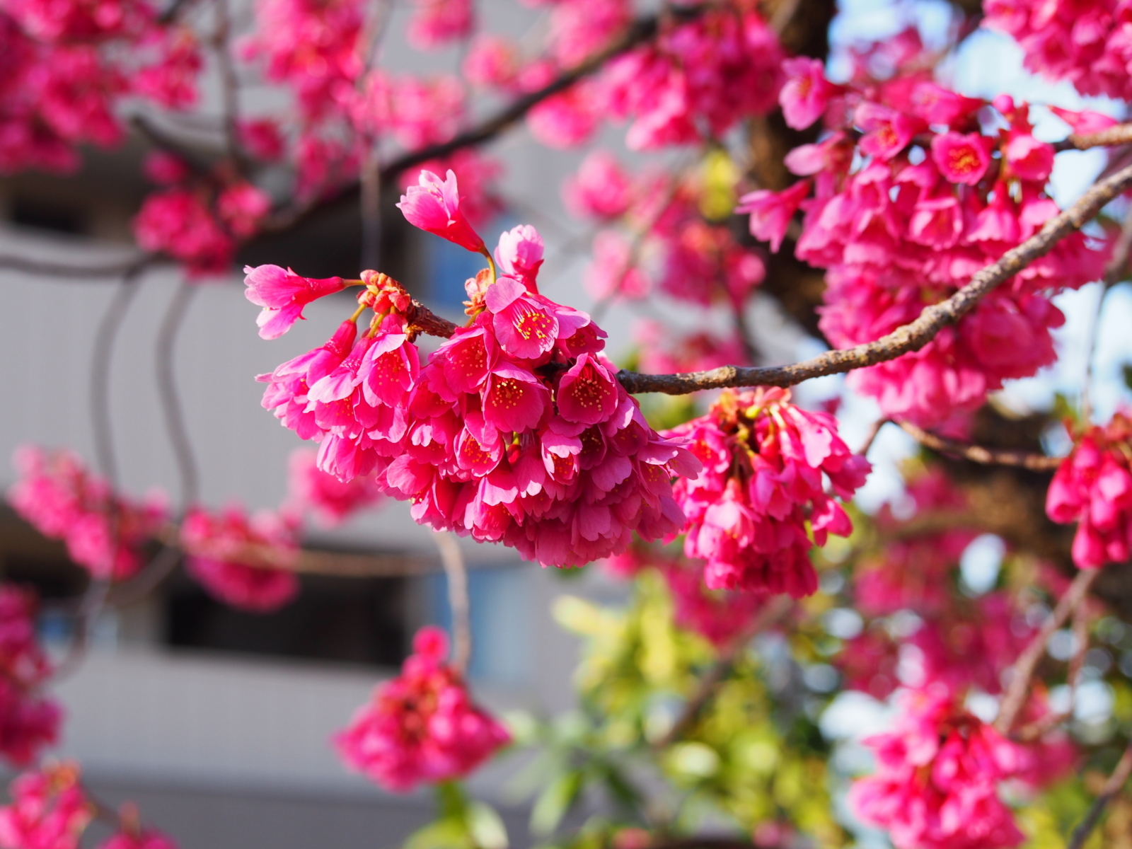 f:id:k10no3:20180330074116j:image:w640