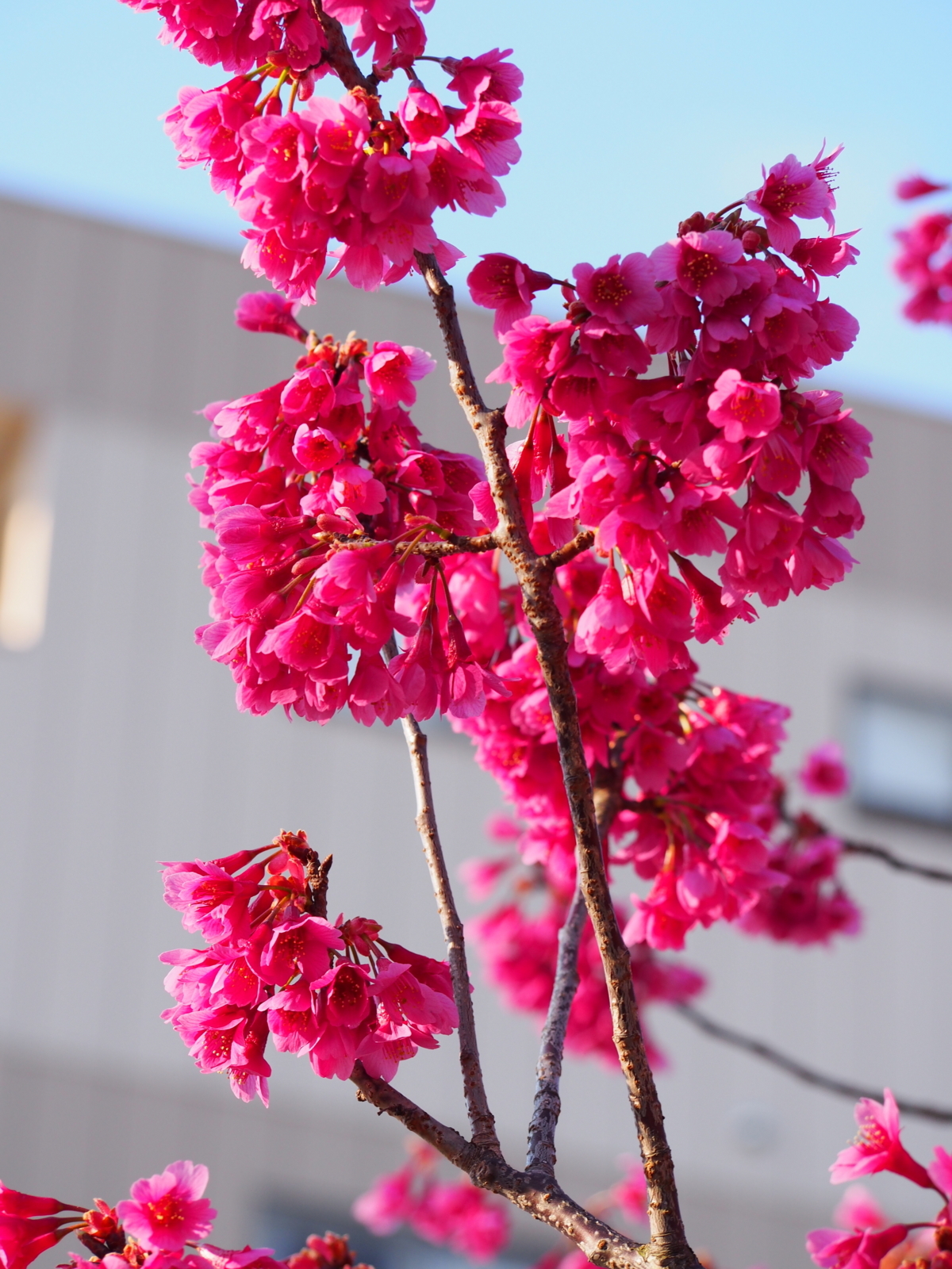 f:id:k10no3:20180330074139j:image:w318