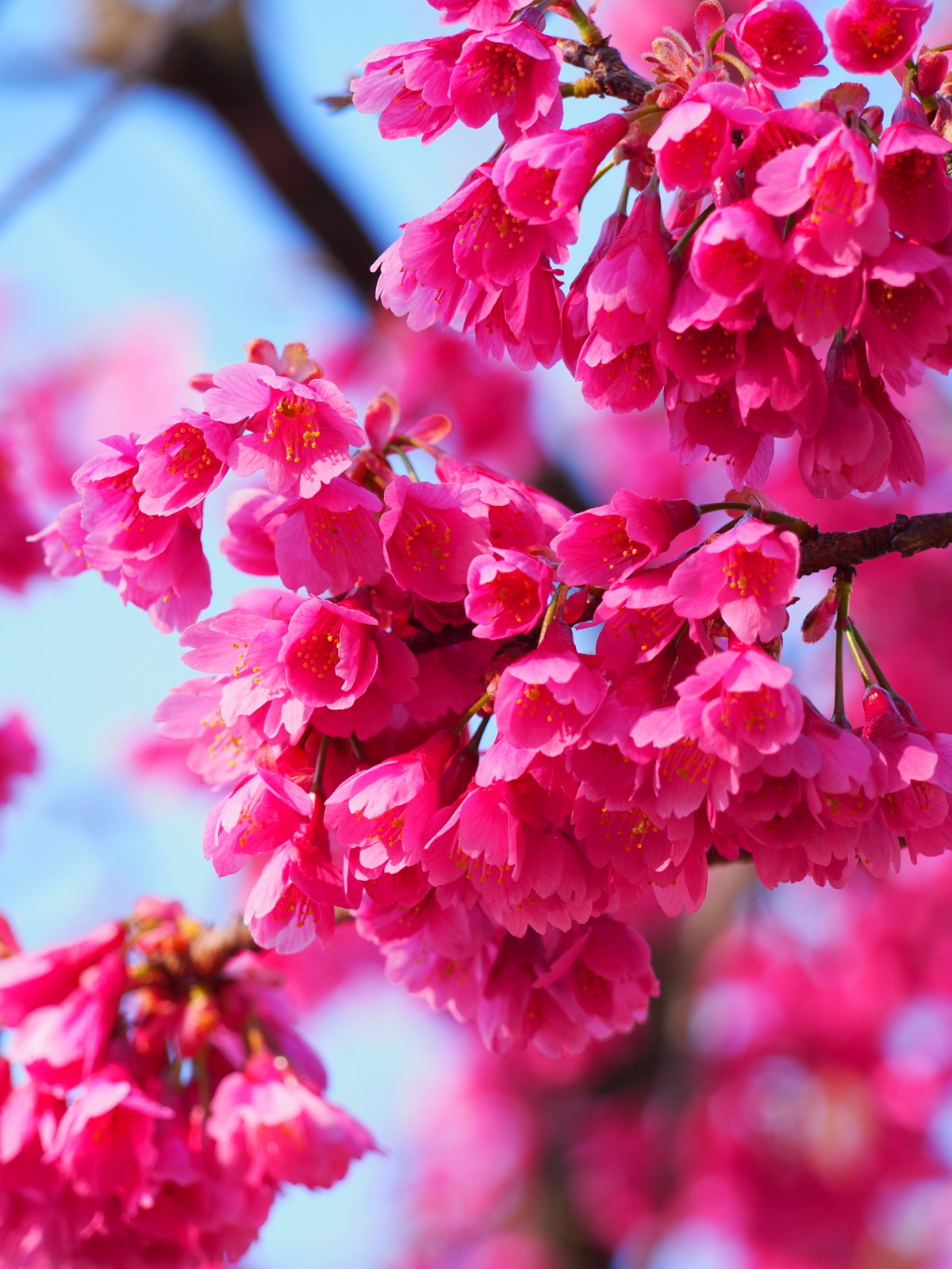 f:id:k10no3:20180330074155j:image:w318
