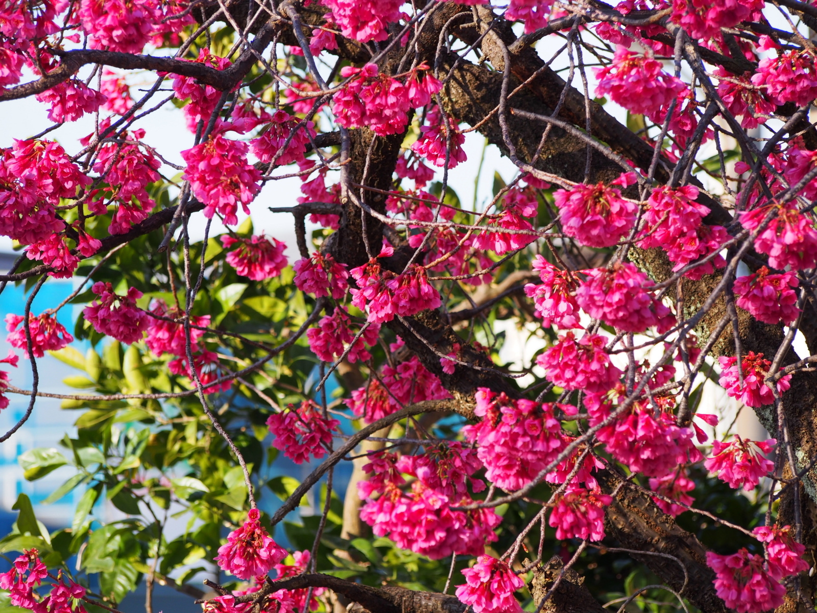 f:id:k10no3:20180330074244j:image:w640
