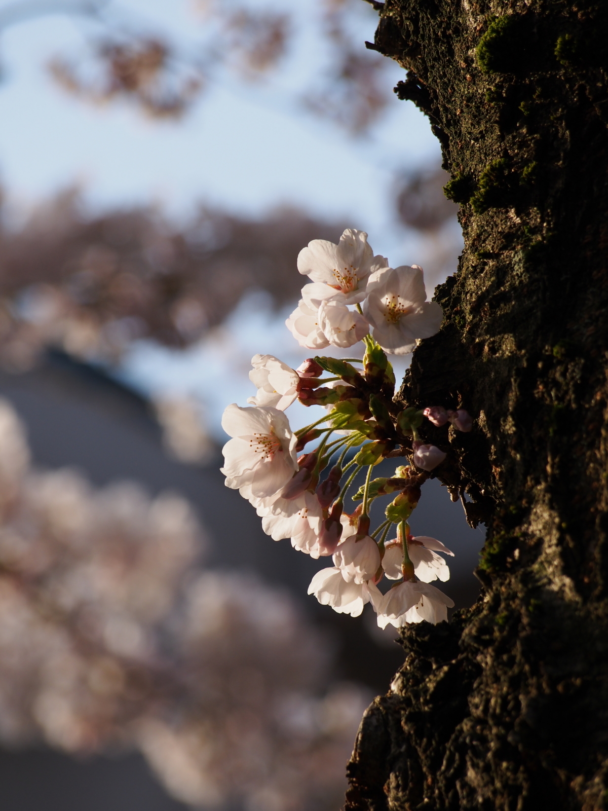 f:id:k10no3:20180331071232j:image:w318
