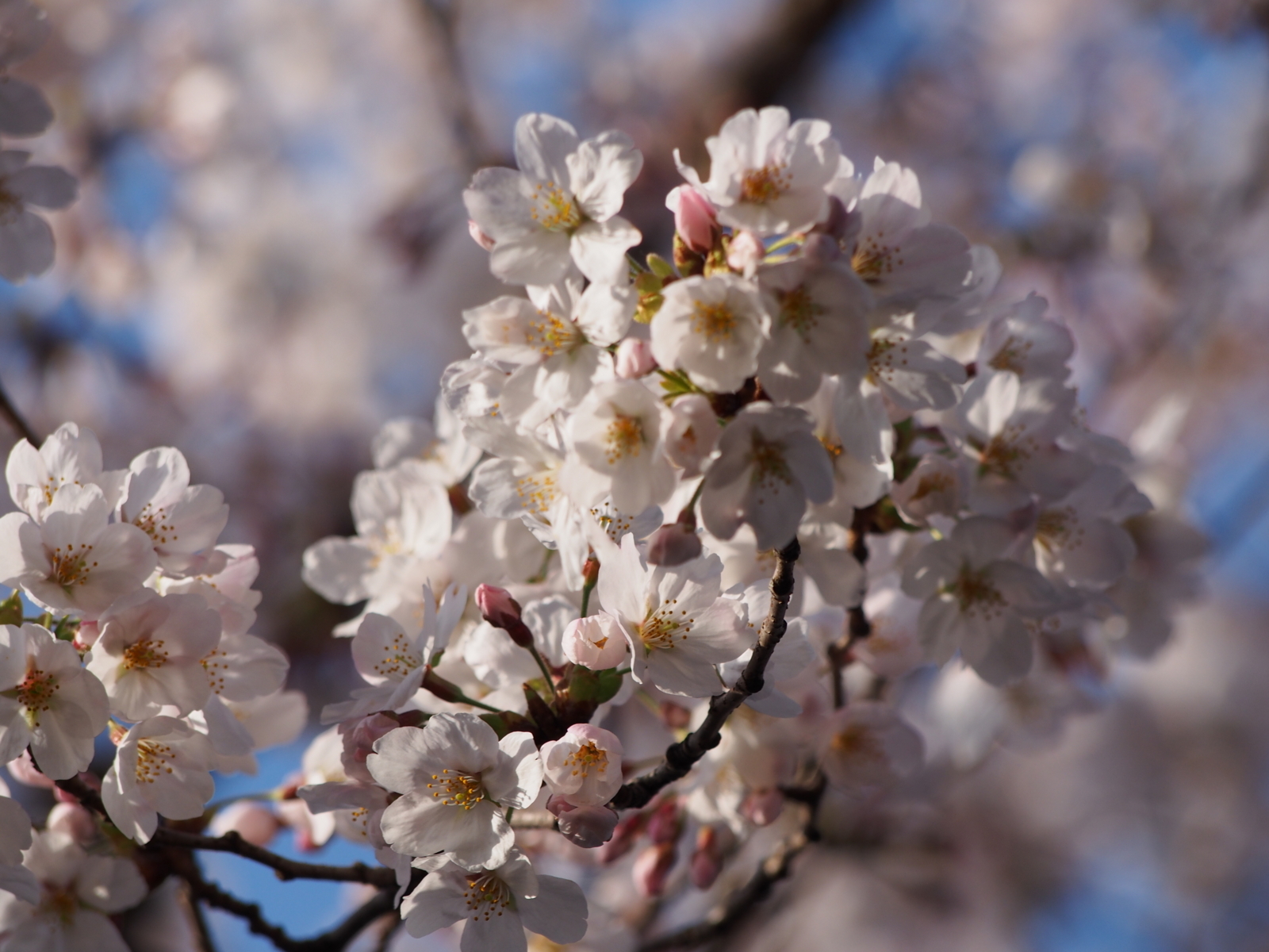 f:id:k10no3:20180331071242j:image:w640