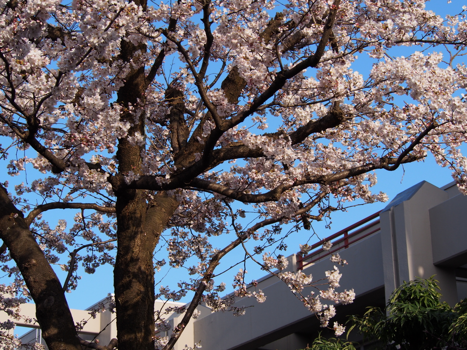 f:id:k10no3:20180331071351j:image:w640
