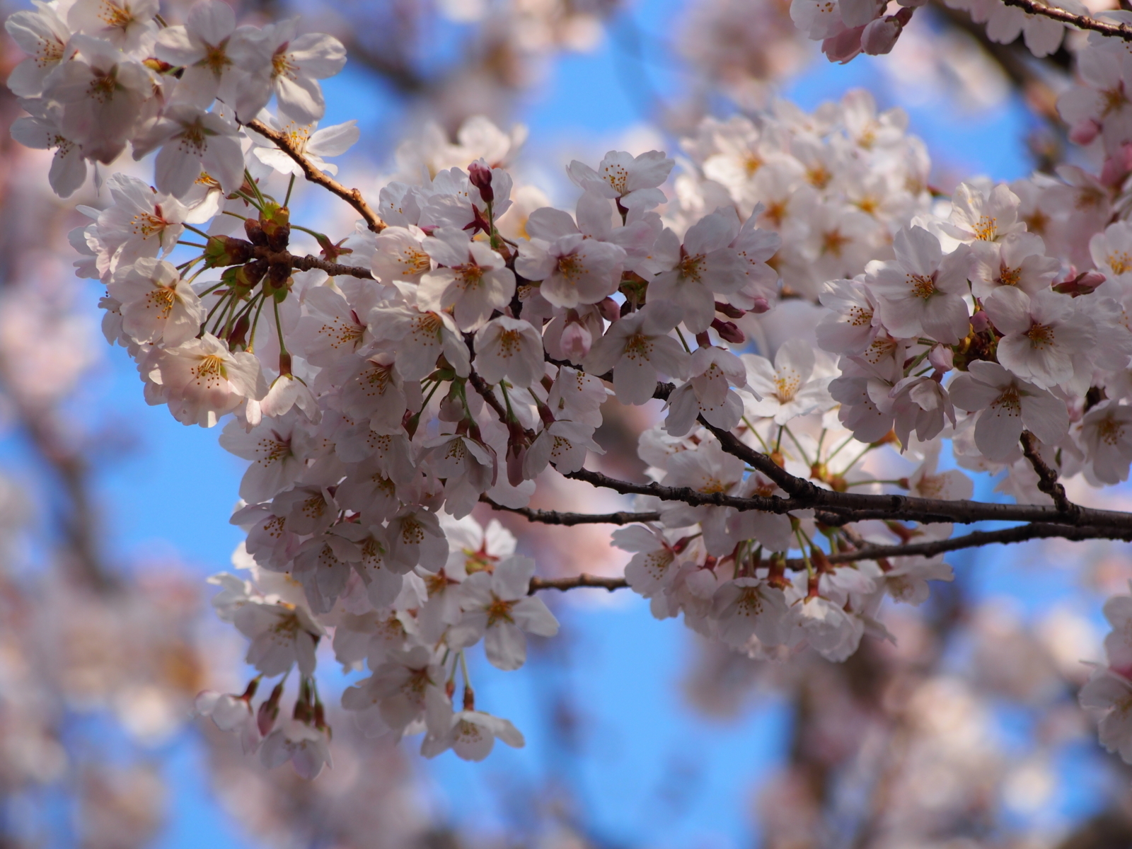 f:id:k10no3:20180331071405j:image:w640