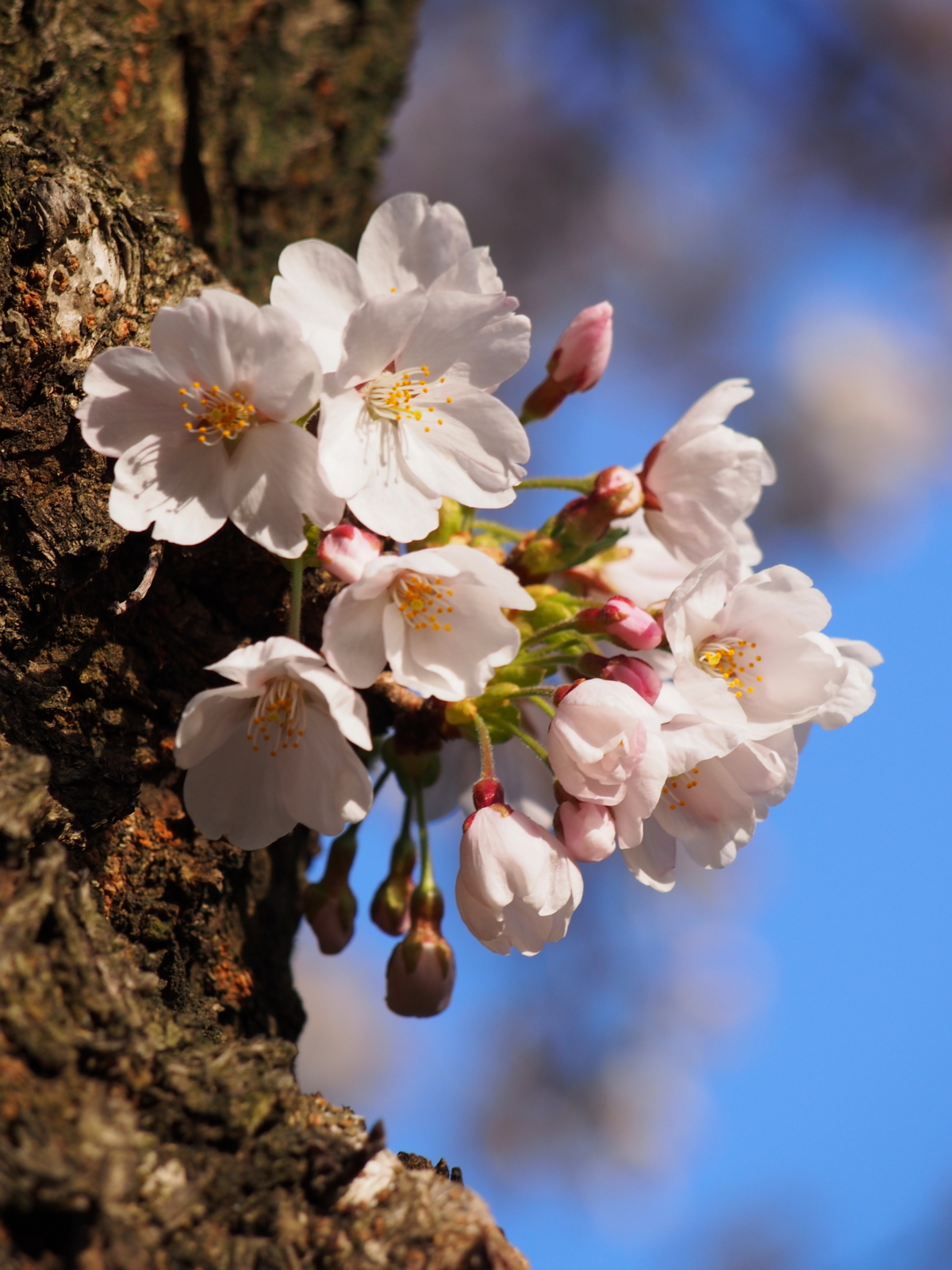 f:id:k10no3:20180331071427j:image:w640