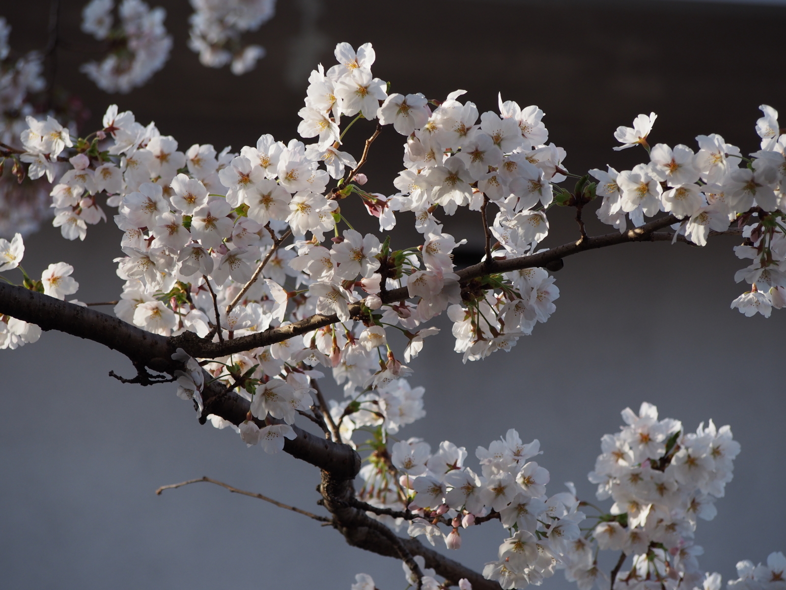 f:id:k10no3:20180331071518j:image:w640
