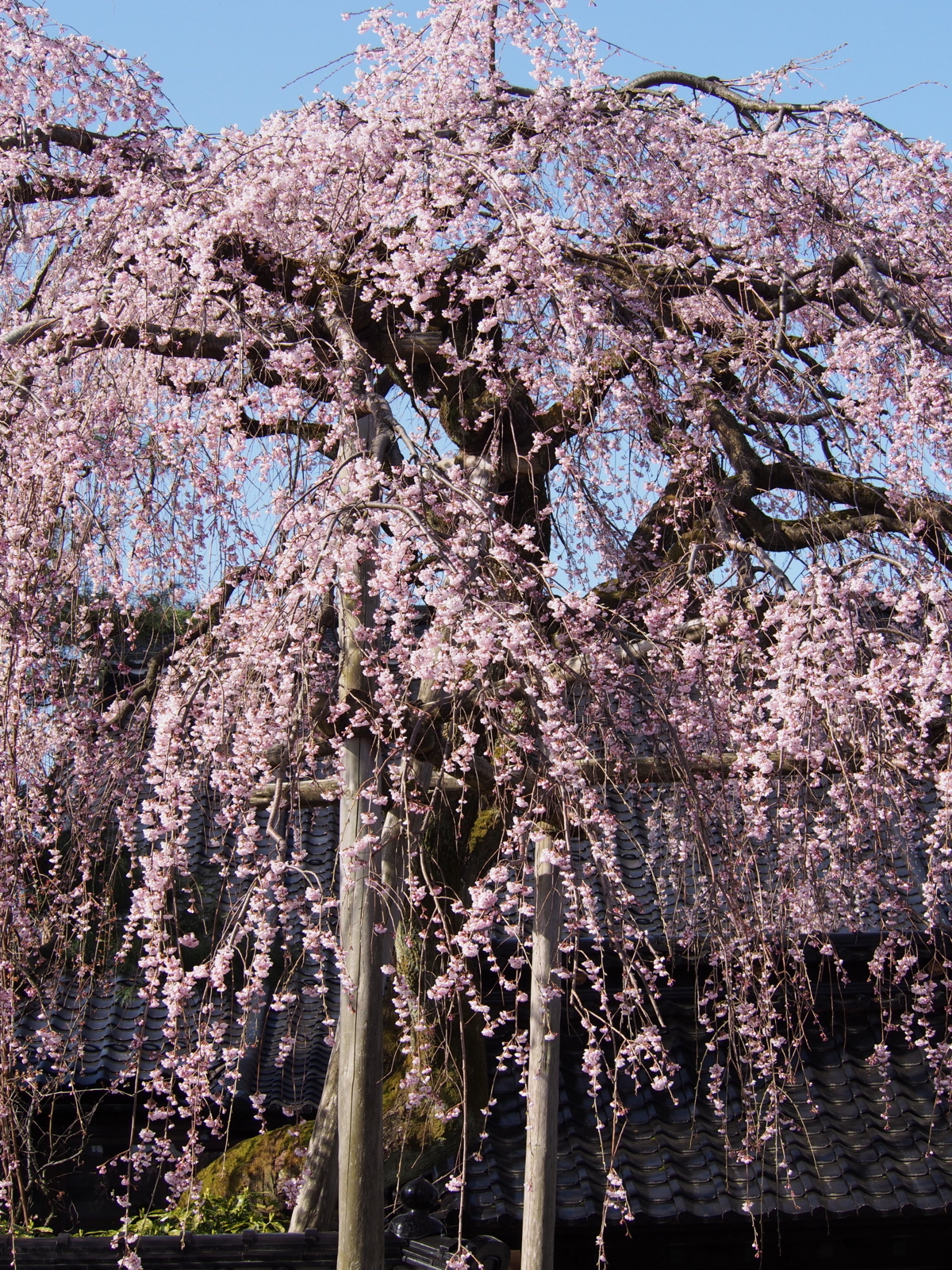 f:id:k10no3:20180331085756j:image:w640