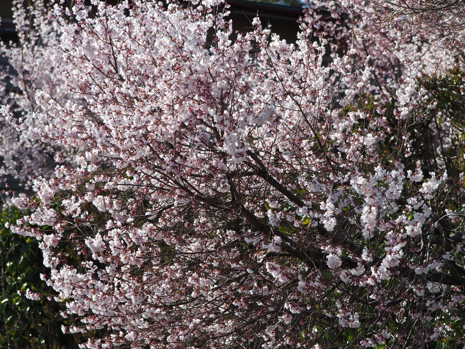f:id:k10no3:20180331091645j:image:w318
