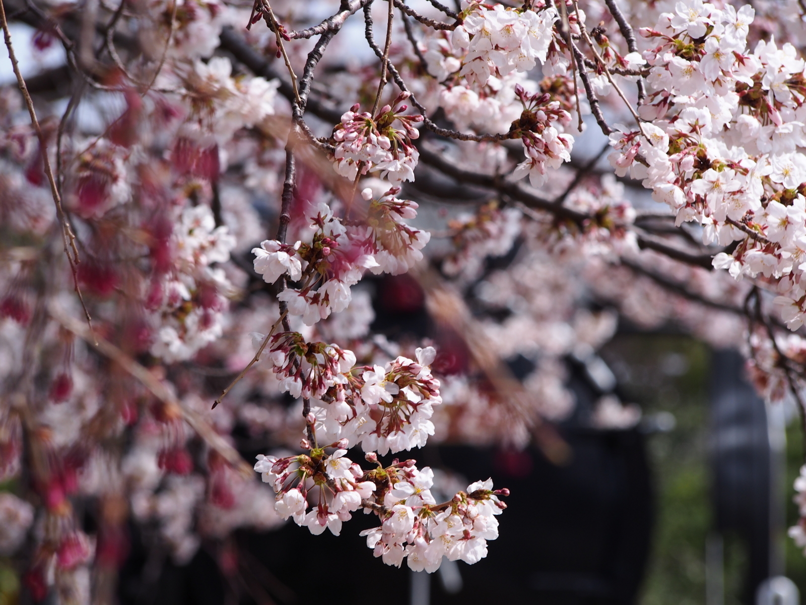 f:id:k10no3:20180401105826j:image:w640