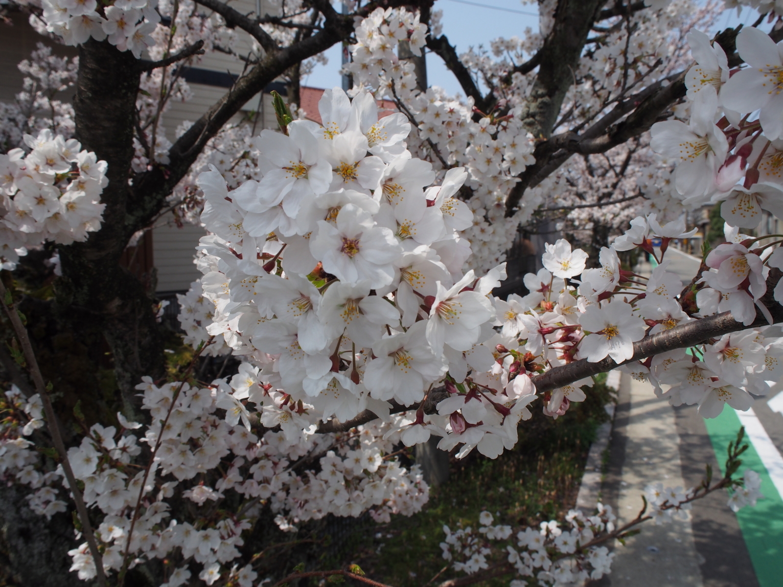 f:id:k10no3:20180401121948j:image:w640