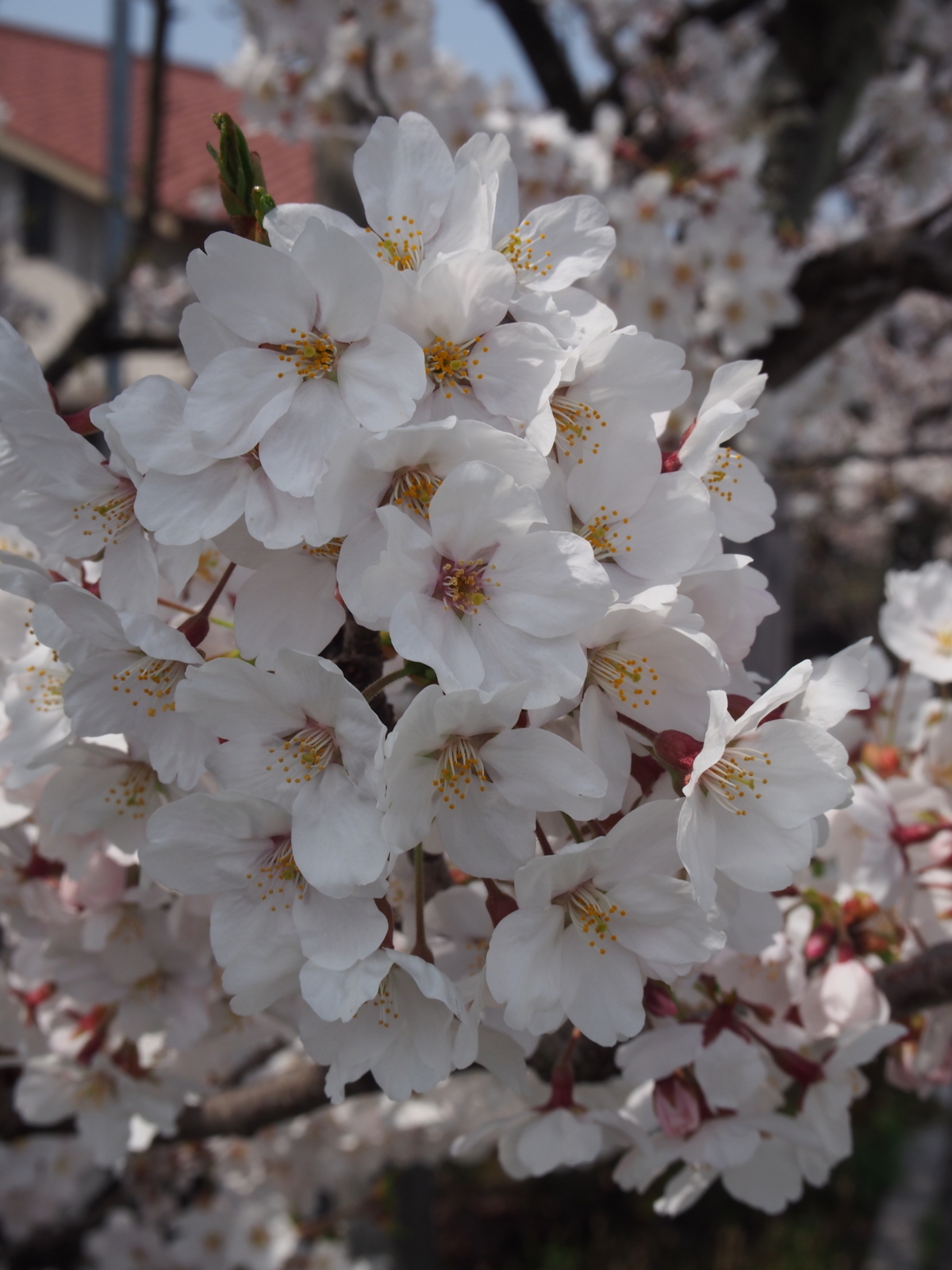 f:id:k10no3:20180401121952j:image:w640