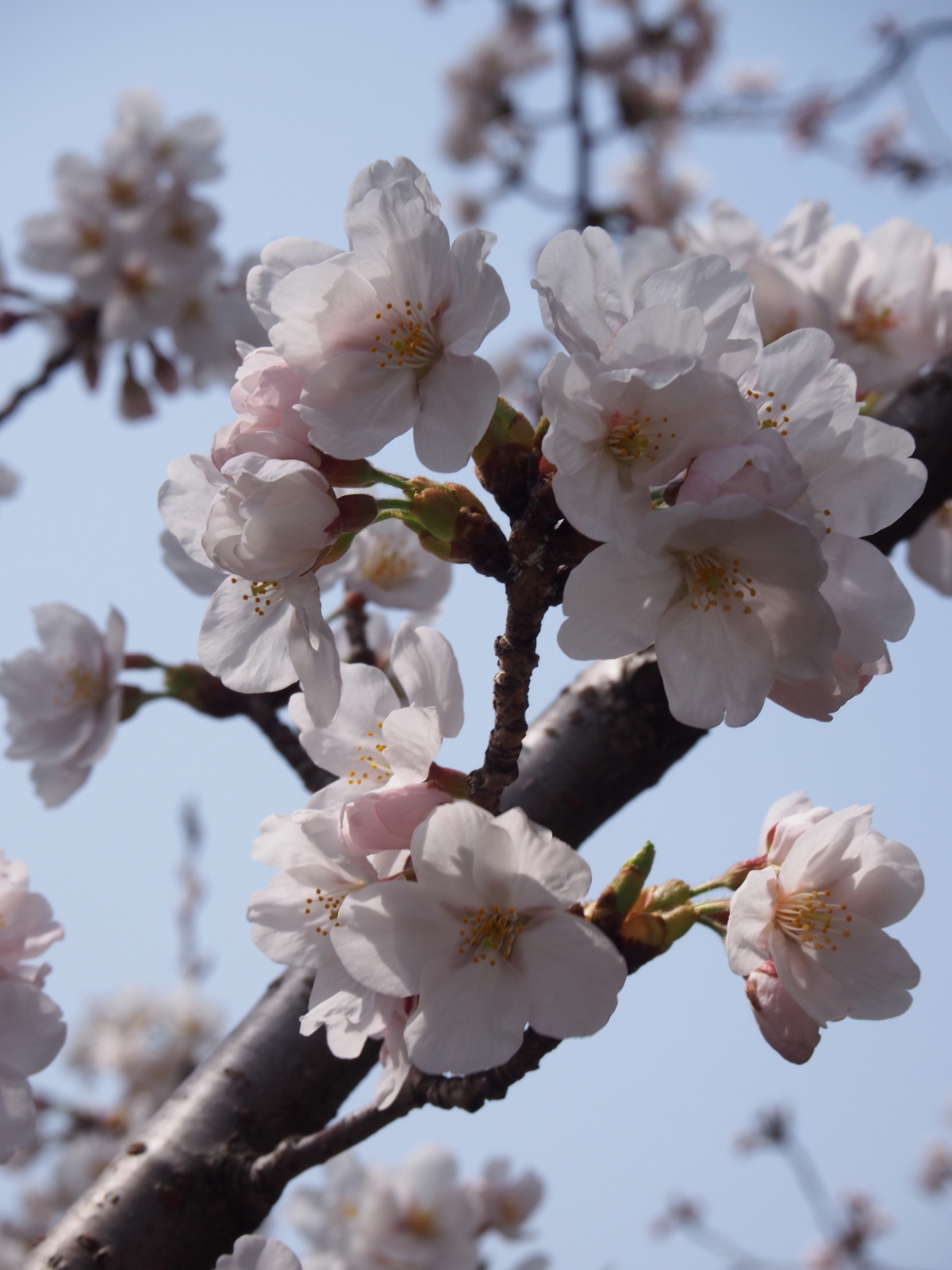f:id:k10no3:20180401123000j:image:w318