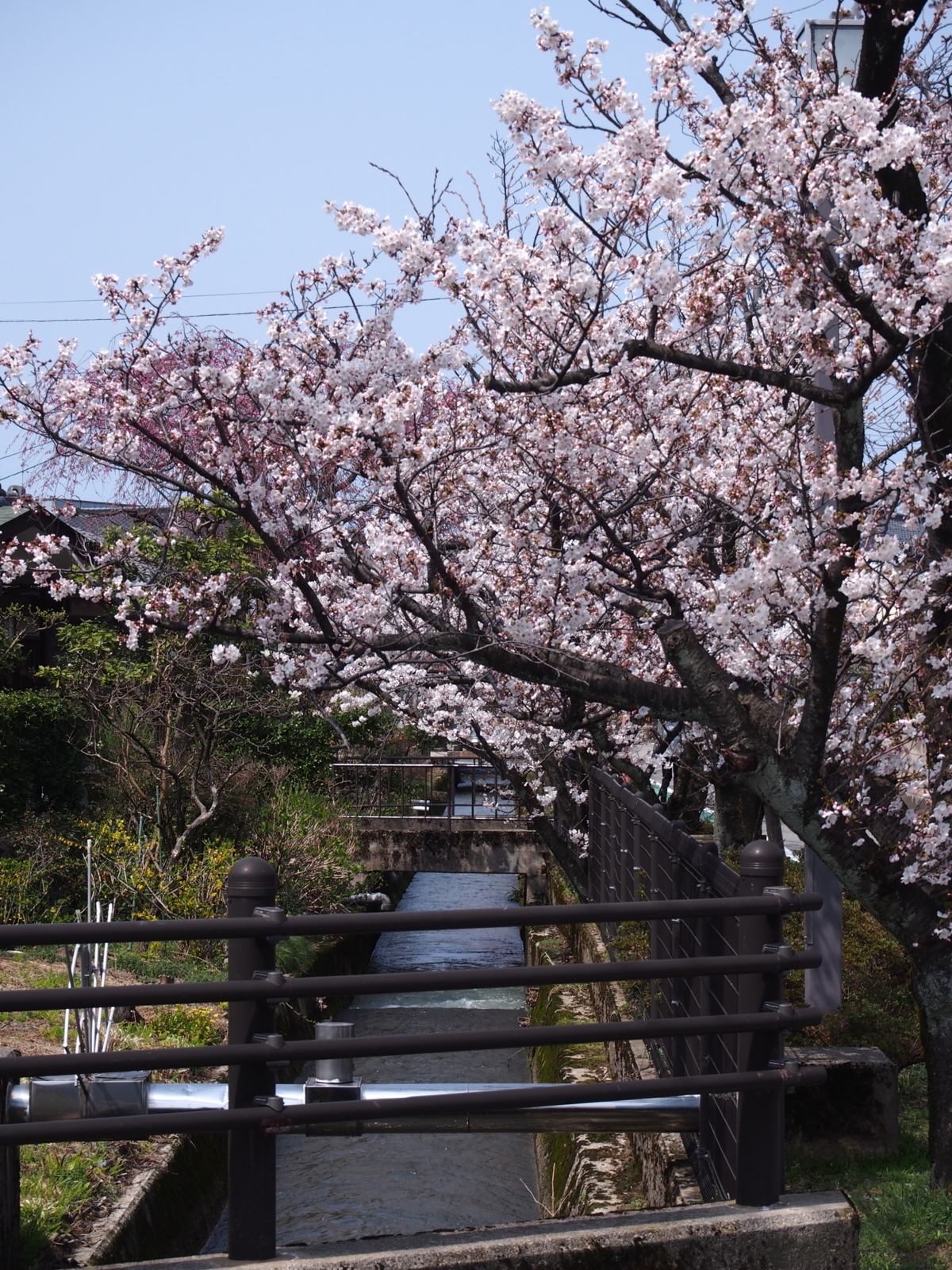 f:id:k10no3:20180401123244j:image:w318
