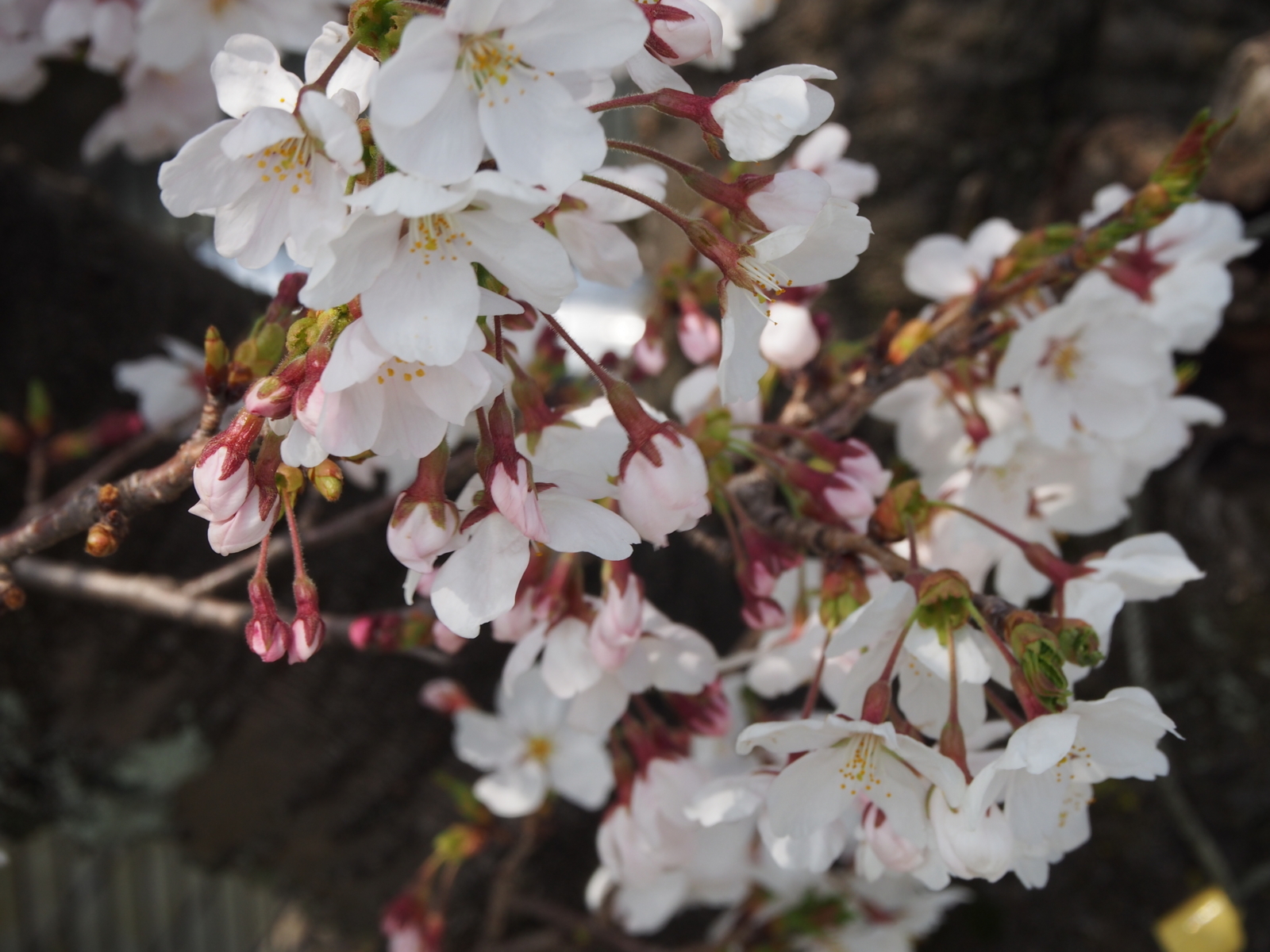 f:id:k10no3:20180401123257j:image:w640