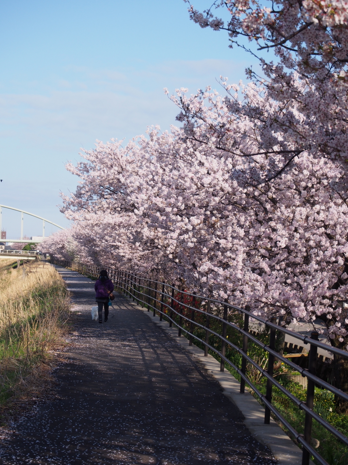 f:id:k10no3:20180405074116j:image:w318