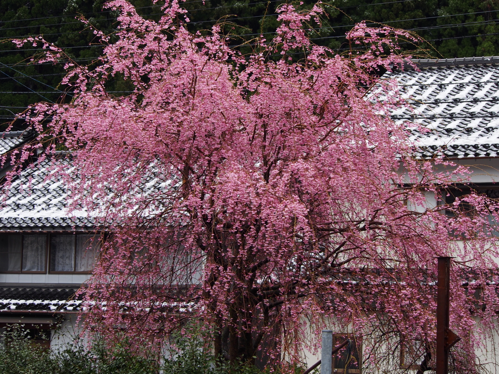 f:id:k10no3:20180408104931j:image:w640