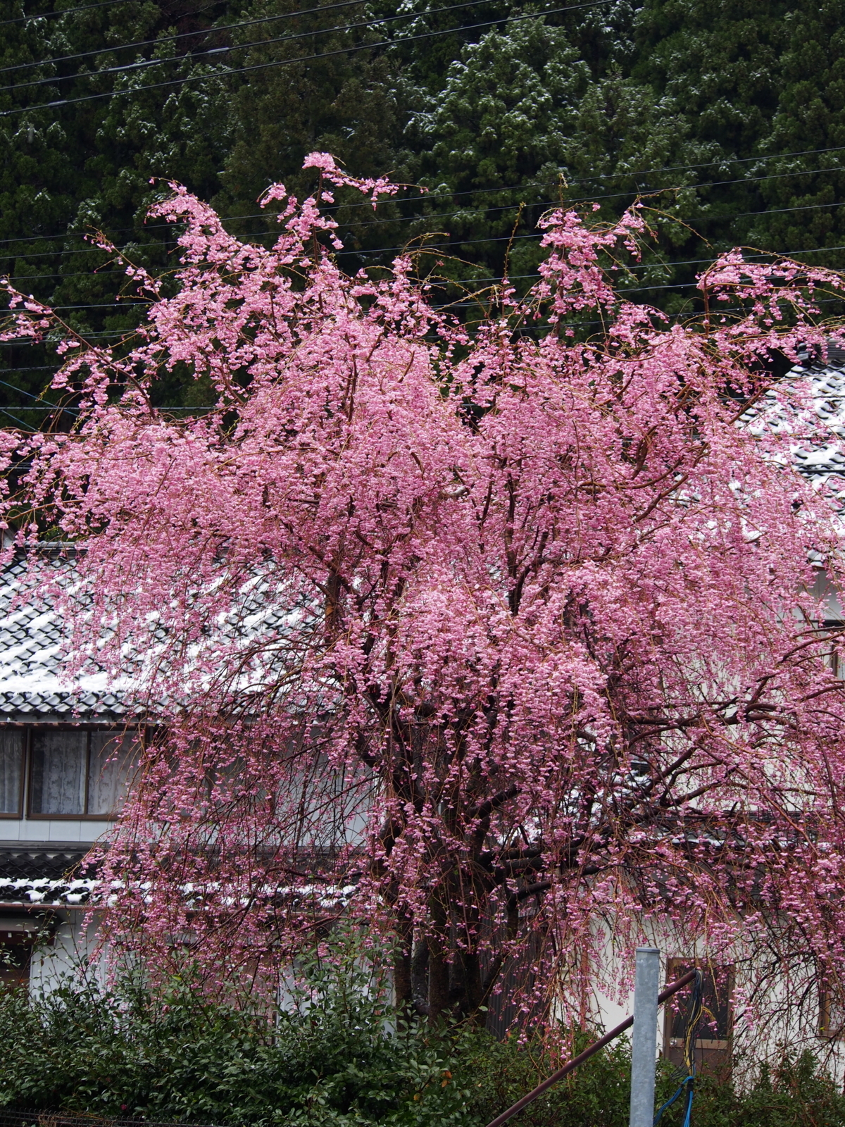 f:id:k10no3:20180408104934j:image:w318