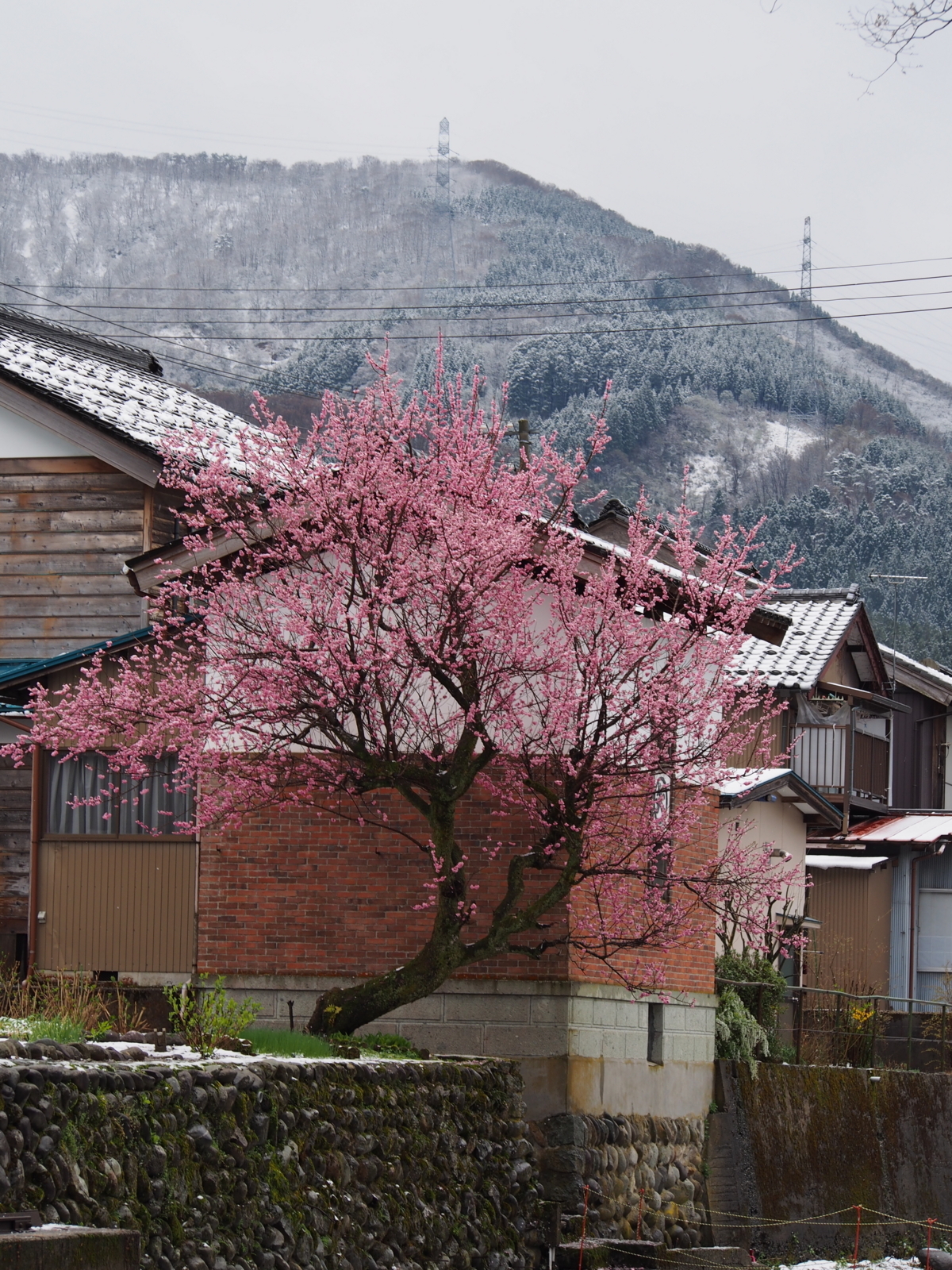 f:id:k10no3:20180408104950j:image:w318