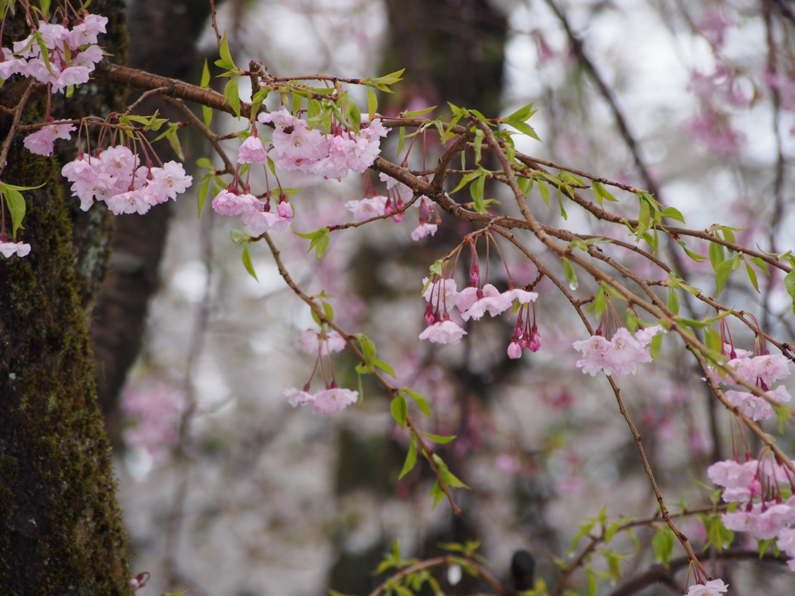 f:id:k10no3:20180408110641j:image:w640