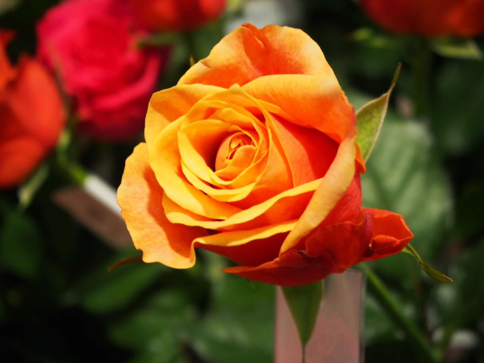 f:id:k10no3:20180414151903j:image:w640