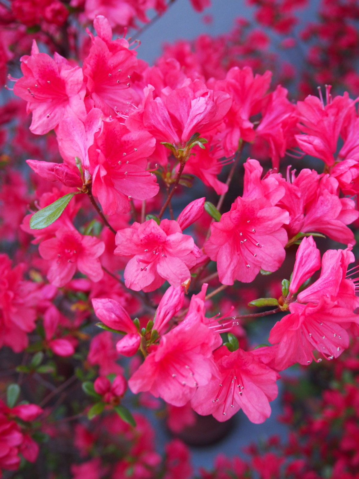 f:id:k10no3:20180419182541j:image:w640