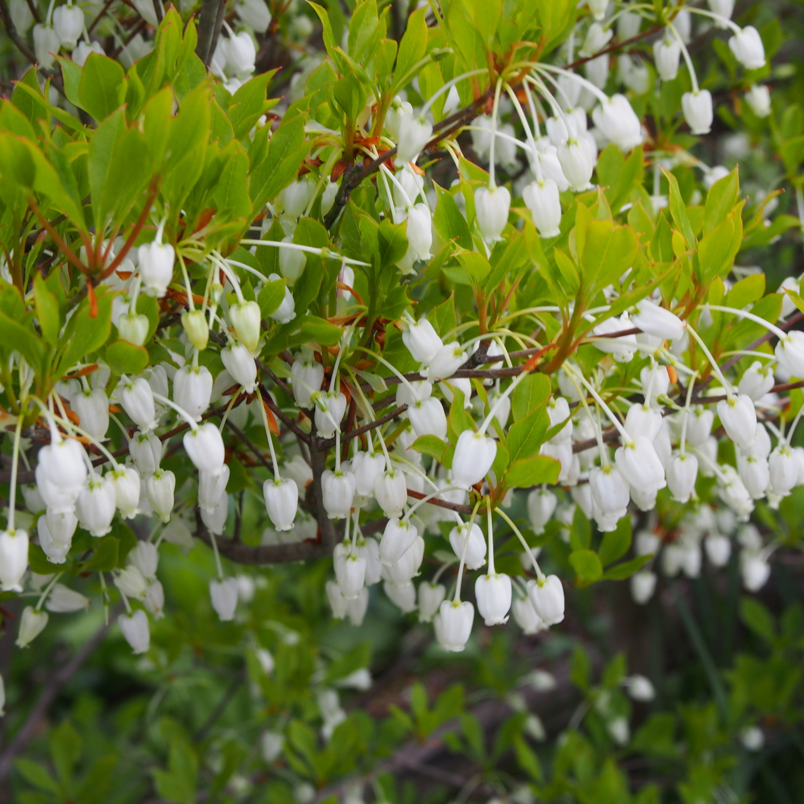 f:id:k10no3:20180428094705j:image:w318