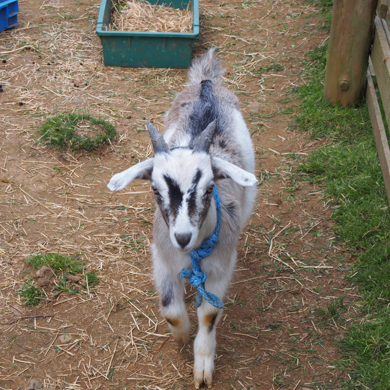 f:id:k10no3:20180428094729j:image:w318