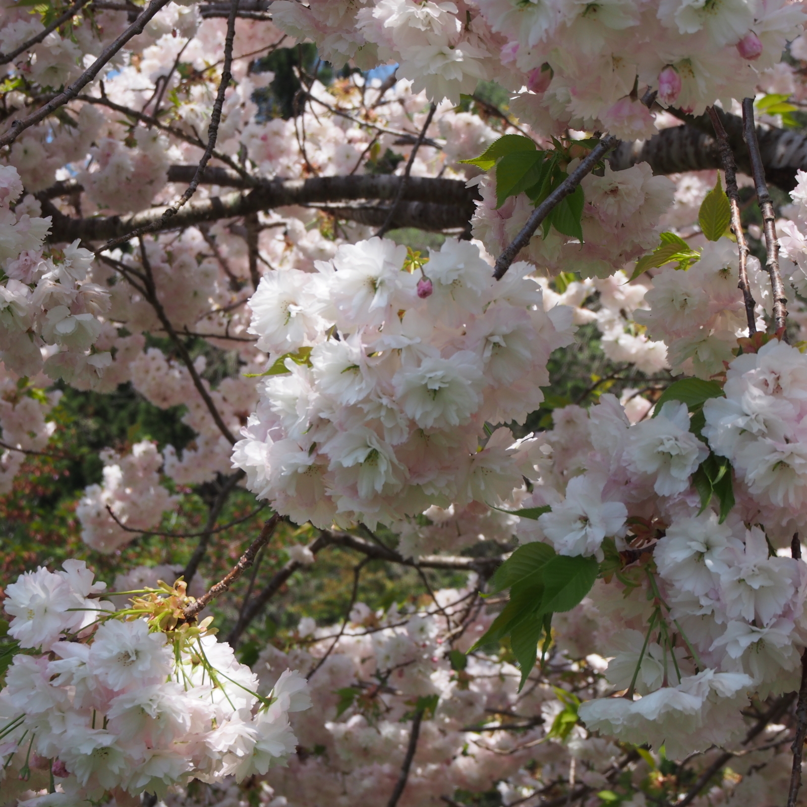 f:id:k10no3:20180428104736j:image:w318