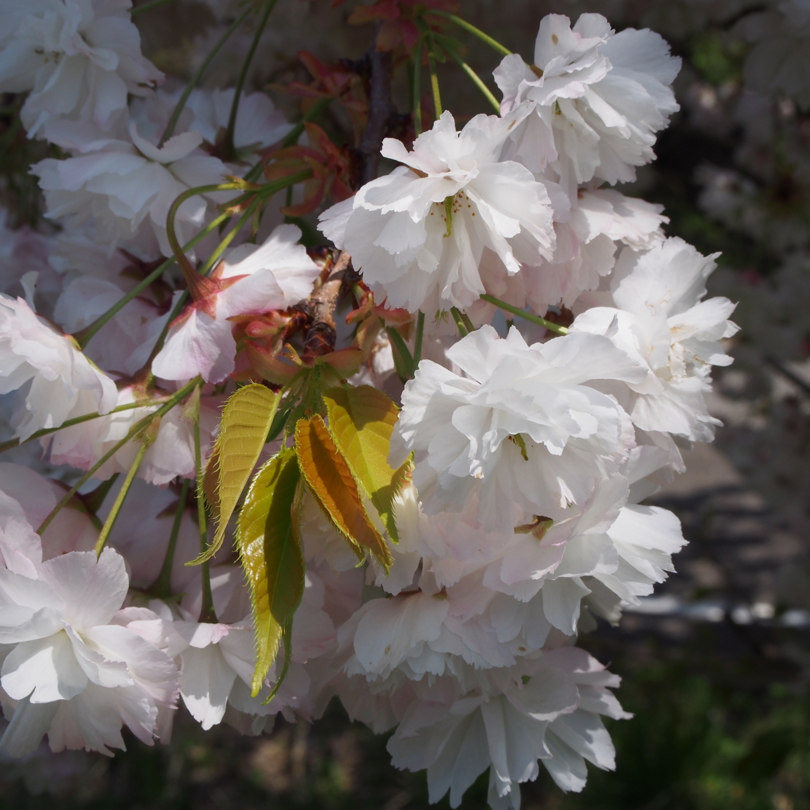 f:id:k10no3:20180428104837j:image:w640