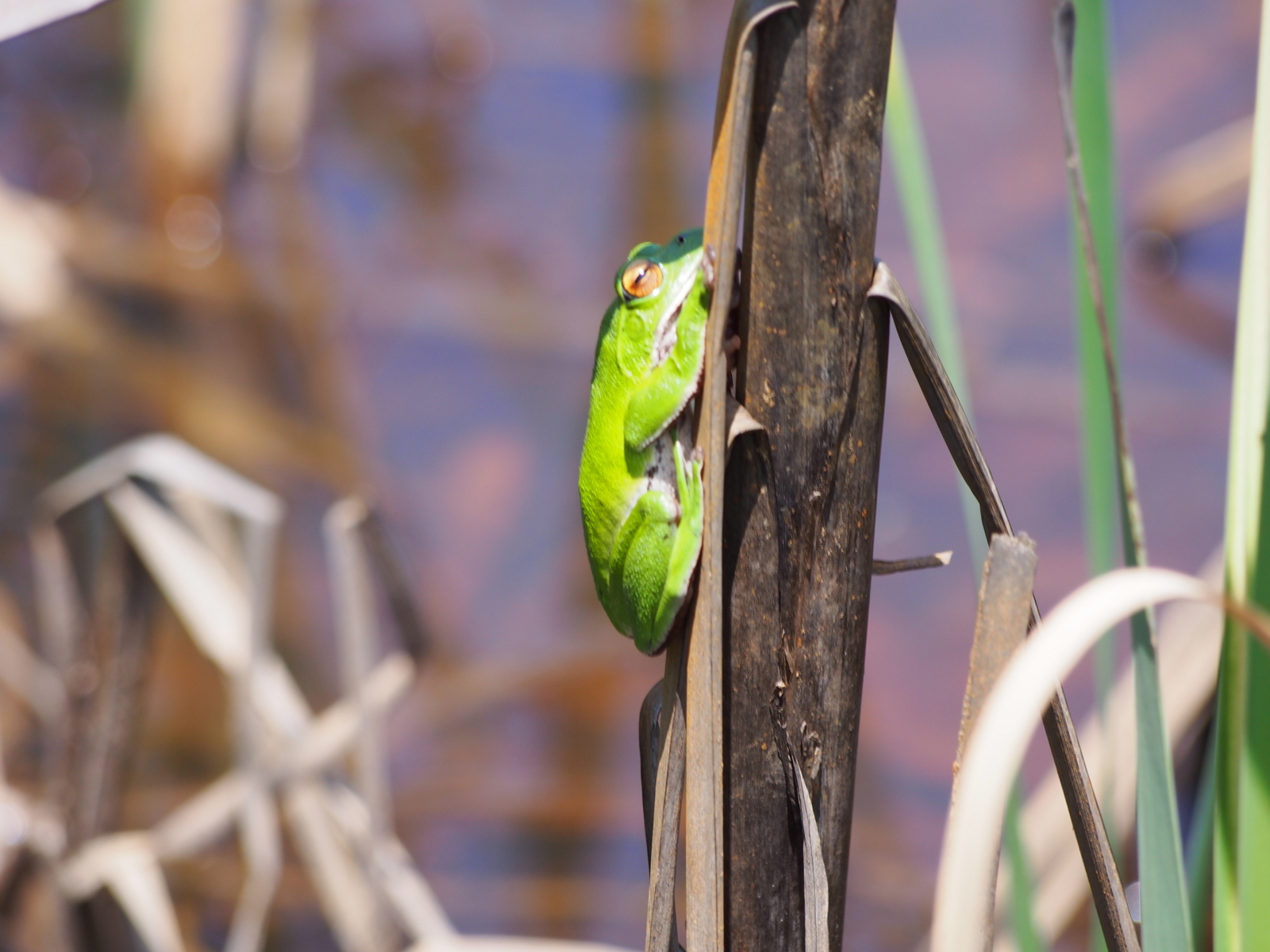 f:id:k10no3:20180609124119j:image:w640