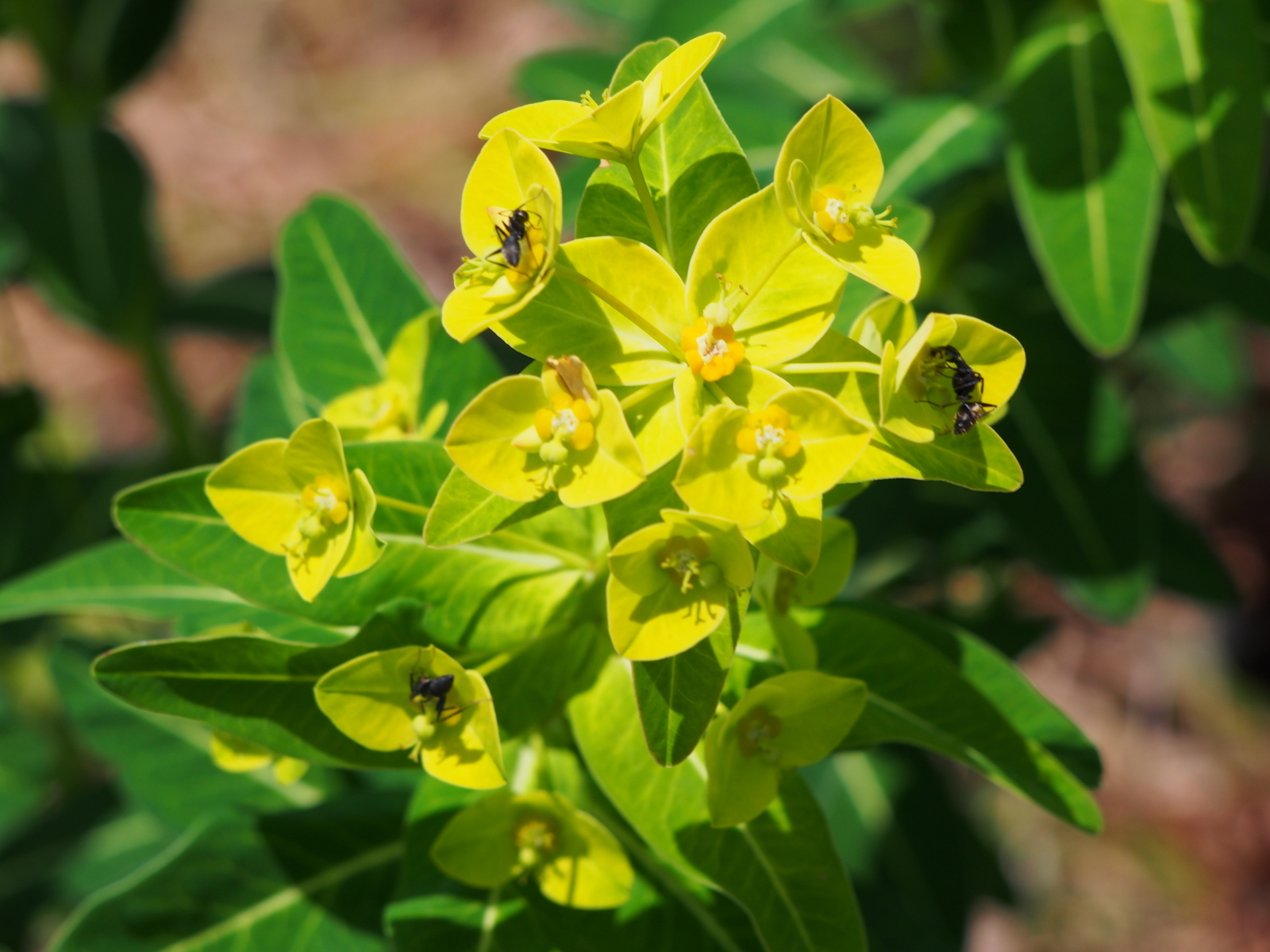 f:id:k10no3:20180609125147j:image:w640