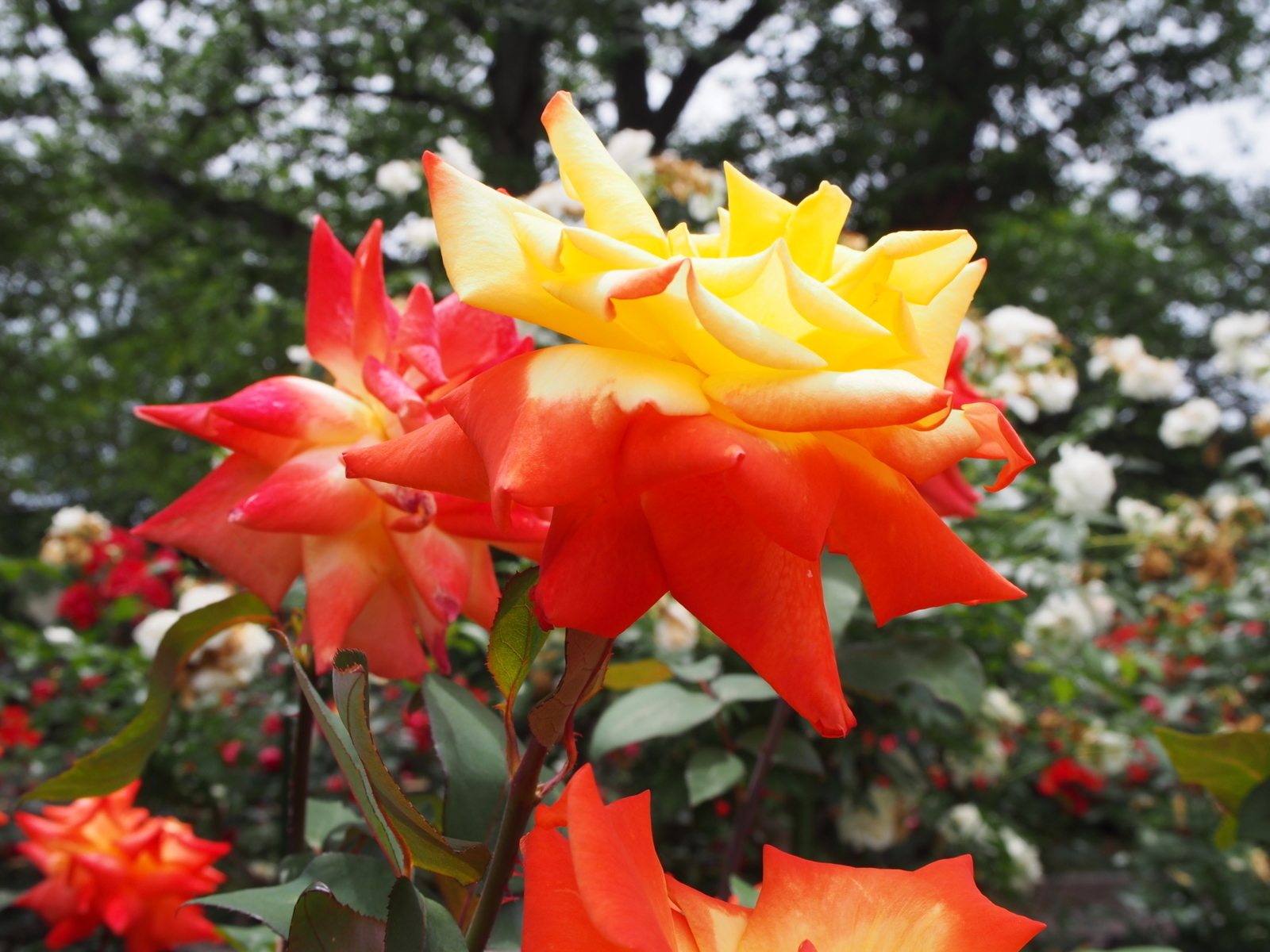 f:id:k10no3:20180610122220j:image:w640