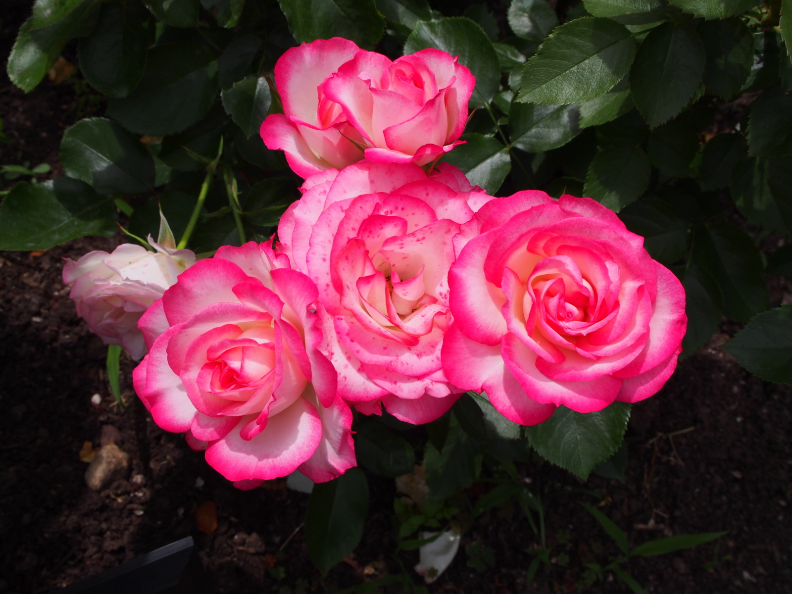 f:id:k10no3:20180610122230j:image:w640