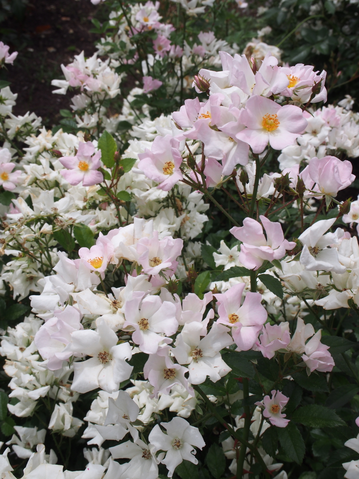 f:id:k10no3:20180610122304j:image:w640