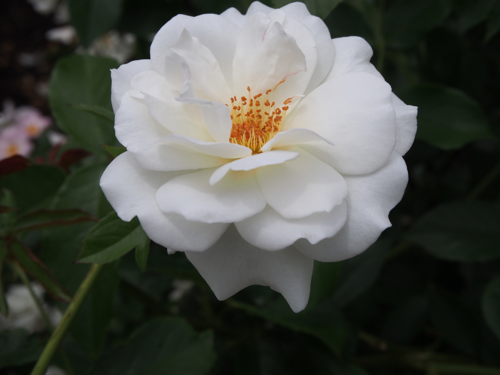 f:id:k10no3:20180610122313j:image:w640