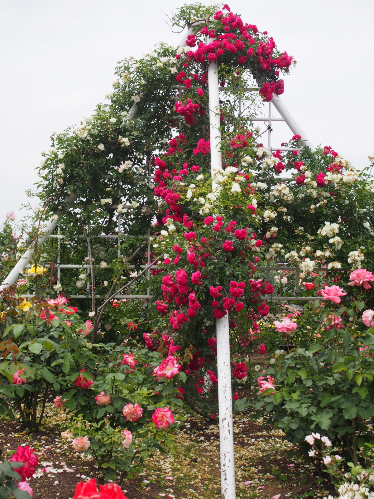 f:id:k10no3:20180610122323j:image:w318