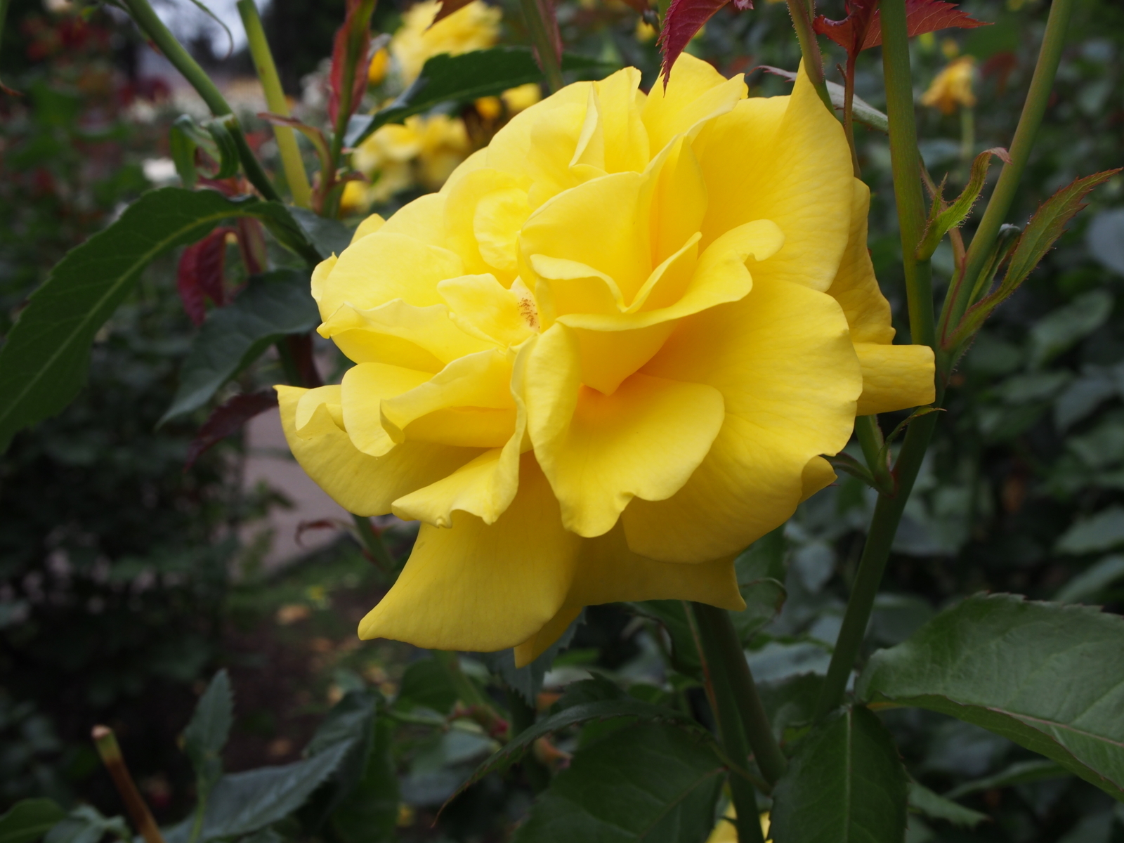 f:id:k10no3:20180610122453j:image:w640