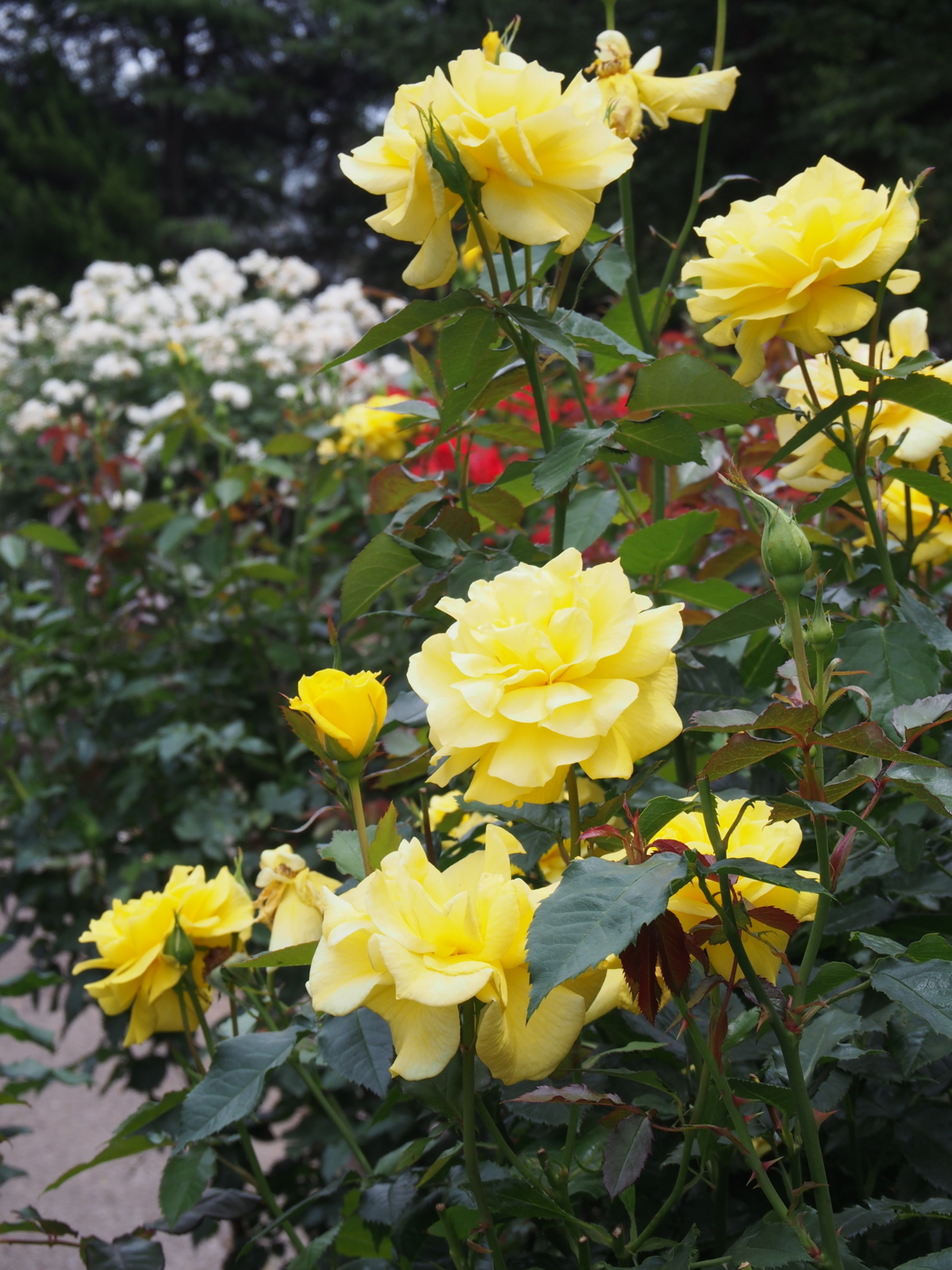 f:id:k10no3:20180610122513j:image:w318