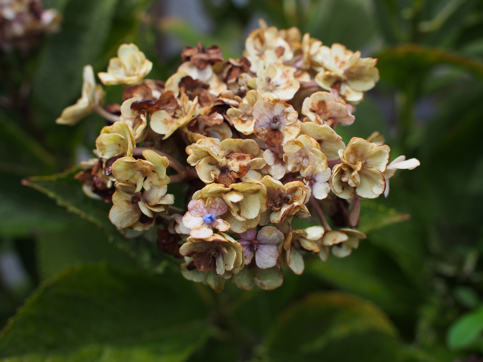 f:id:k10no3:20180901122554j:image:w640