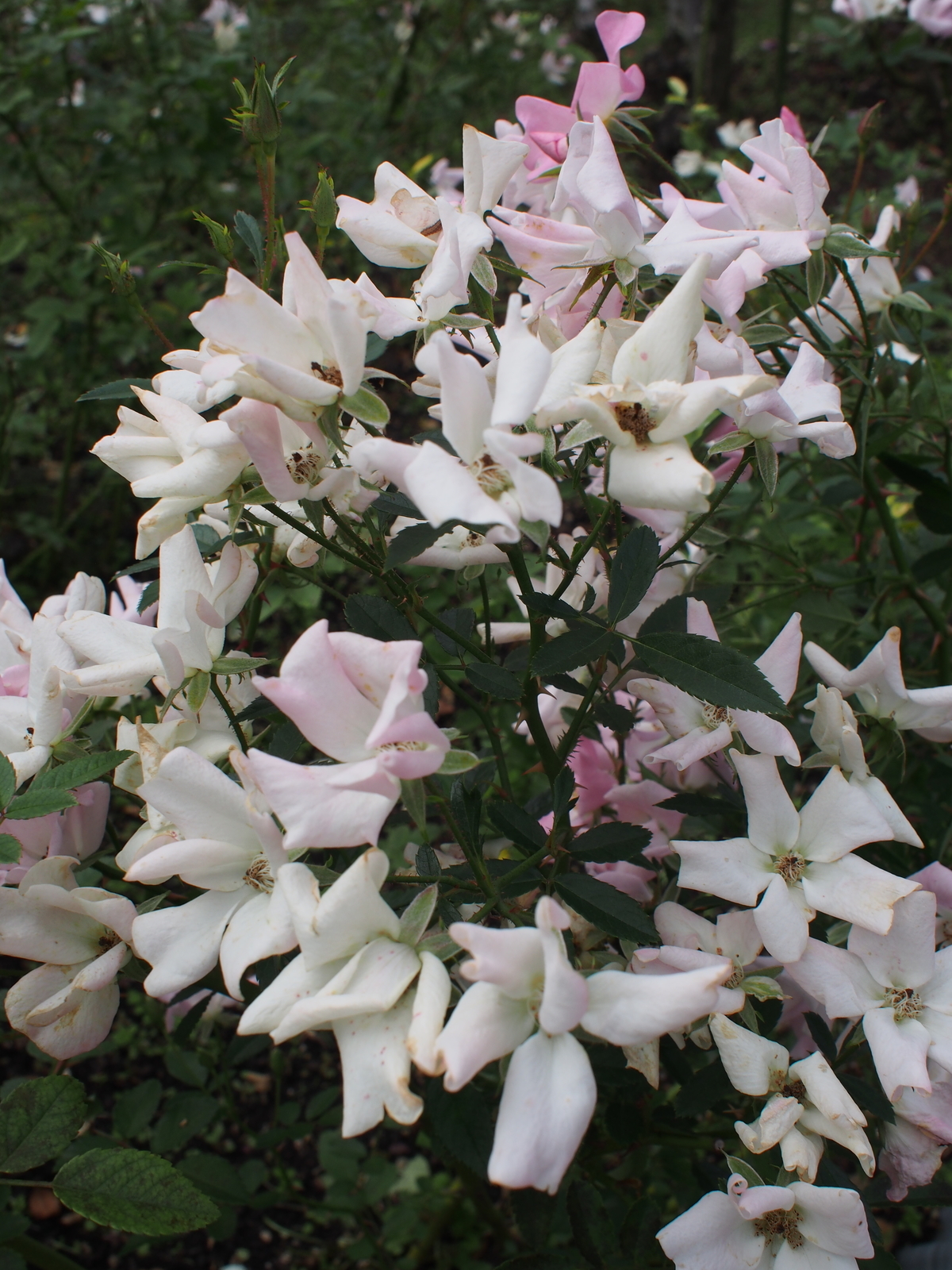 f:id:k10no3:20181014114500j:image:w318