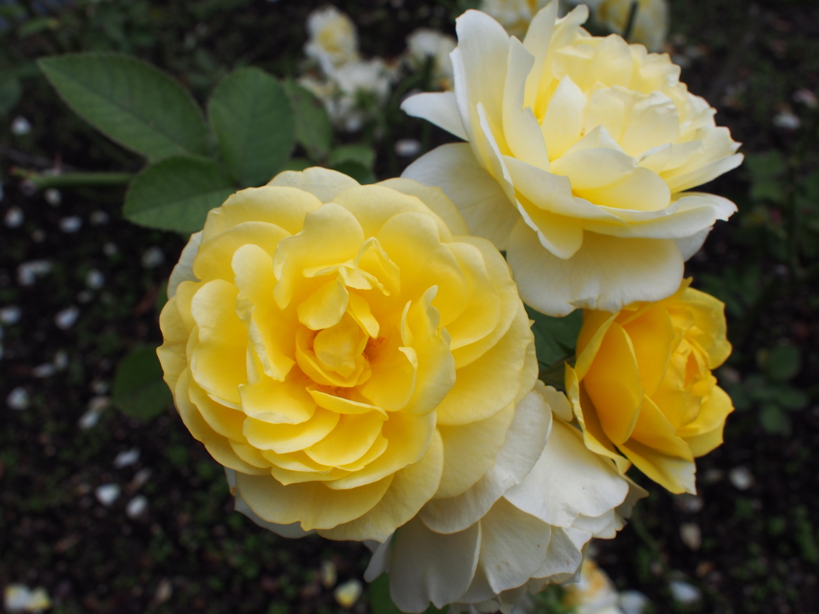 f:id:k10no3:20181014114537j:image:w640