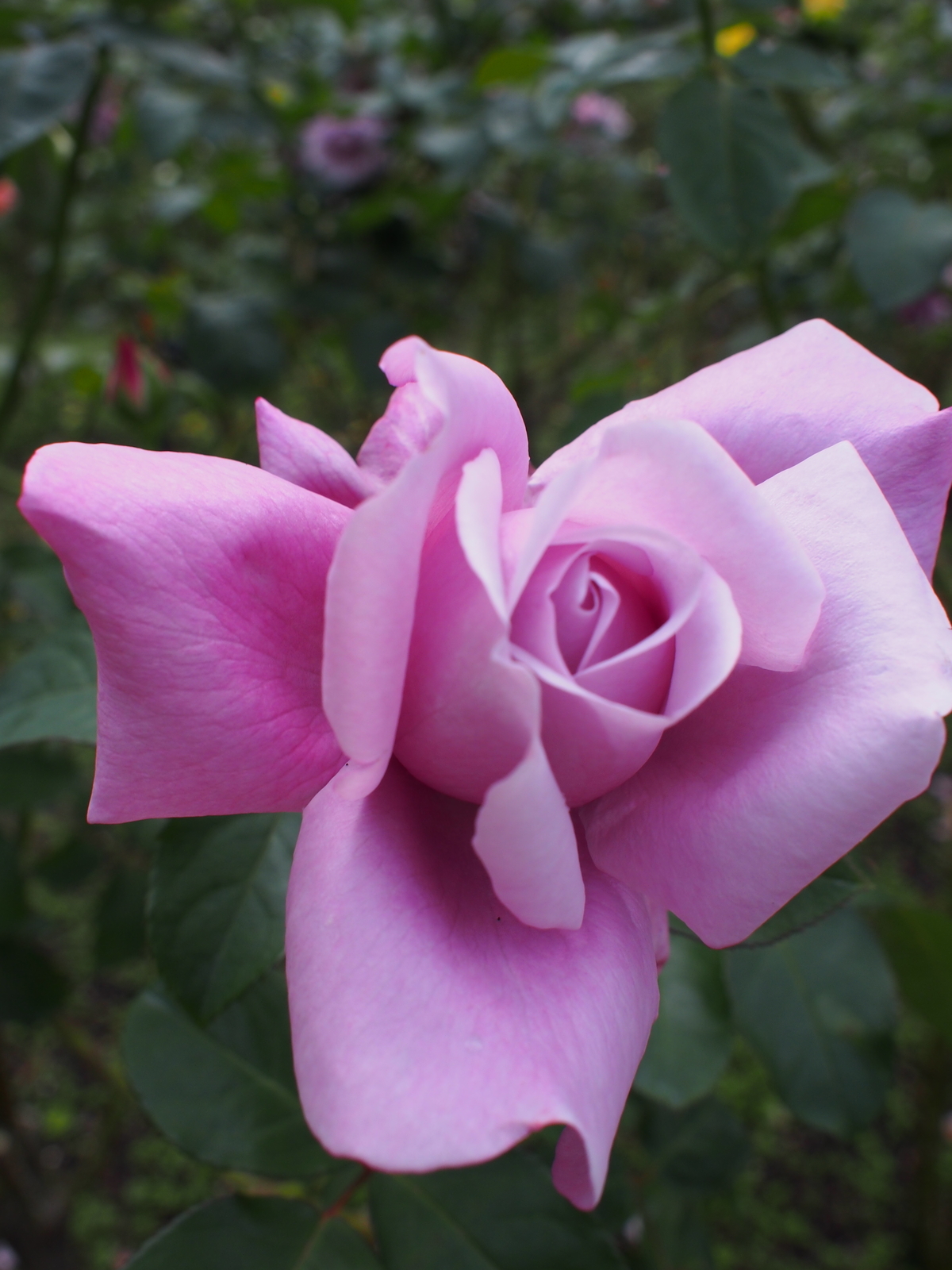 f:id:k10no3:20181014114602j:image:w318