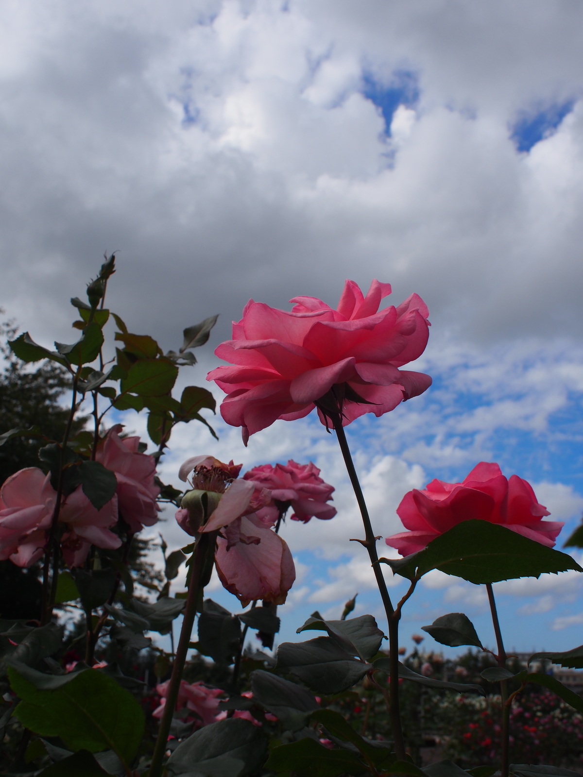 f:id:k10no3:20181014114705j:image:w318