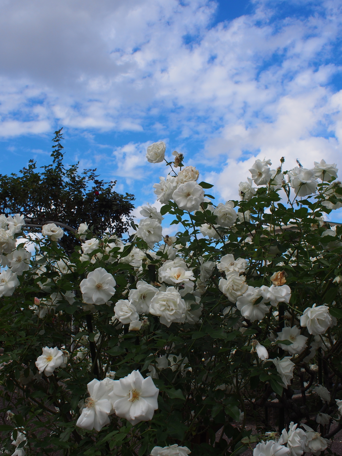 f:id:k10no3:20181014114839j:image:w318