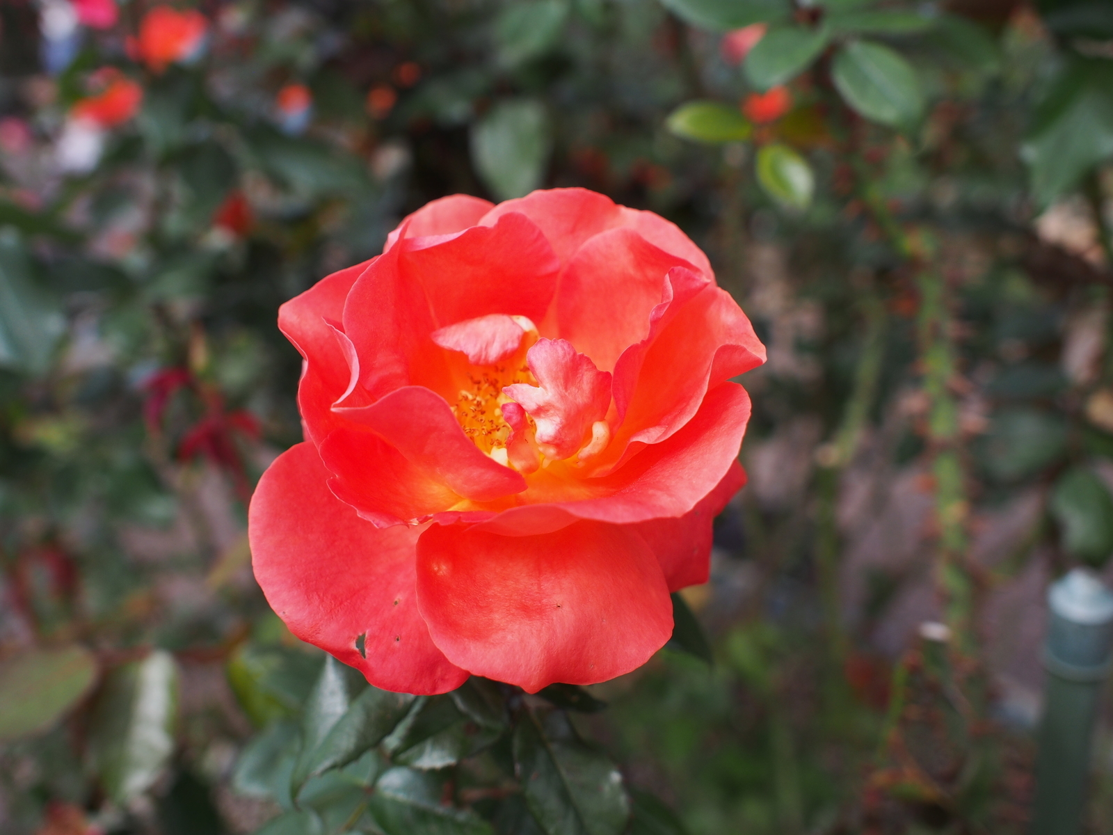 f:id:k10no3:20181014114948j:image:w640