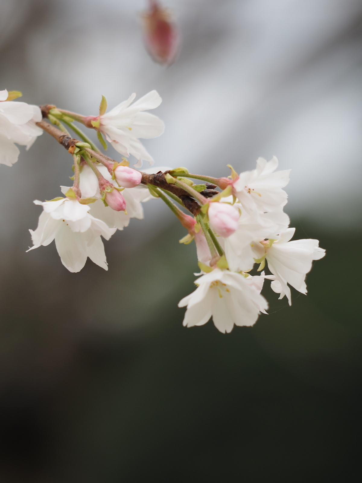 f:id:k10no3:20181020102229j:image:w640